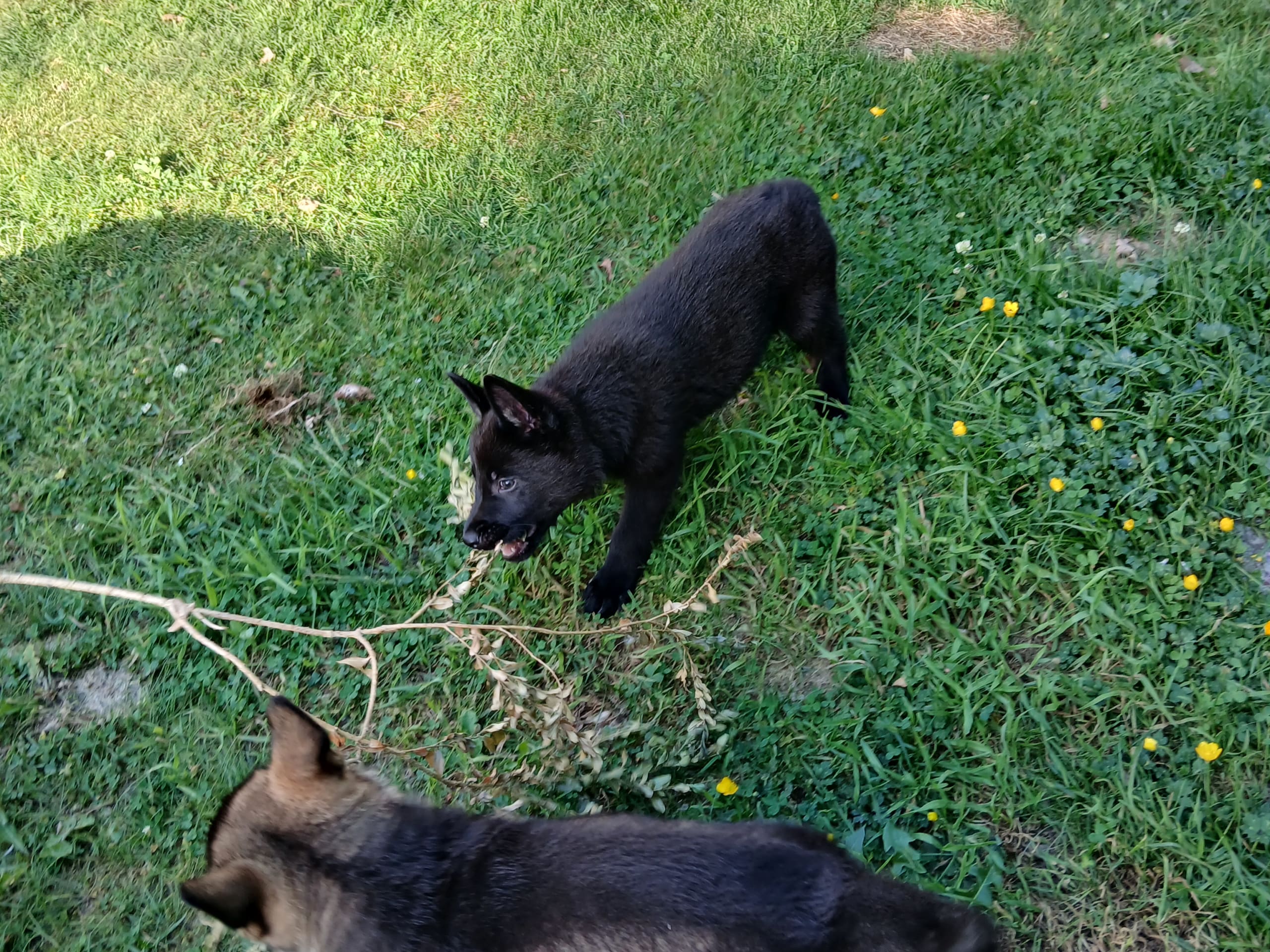 German Shepherd Dog · Listerby · Kennel Snibor Anzi