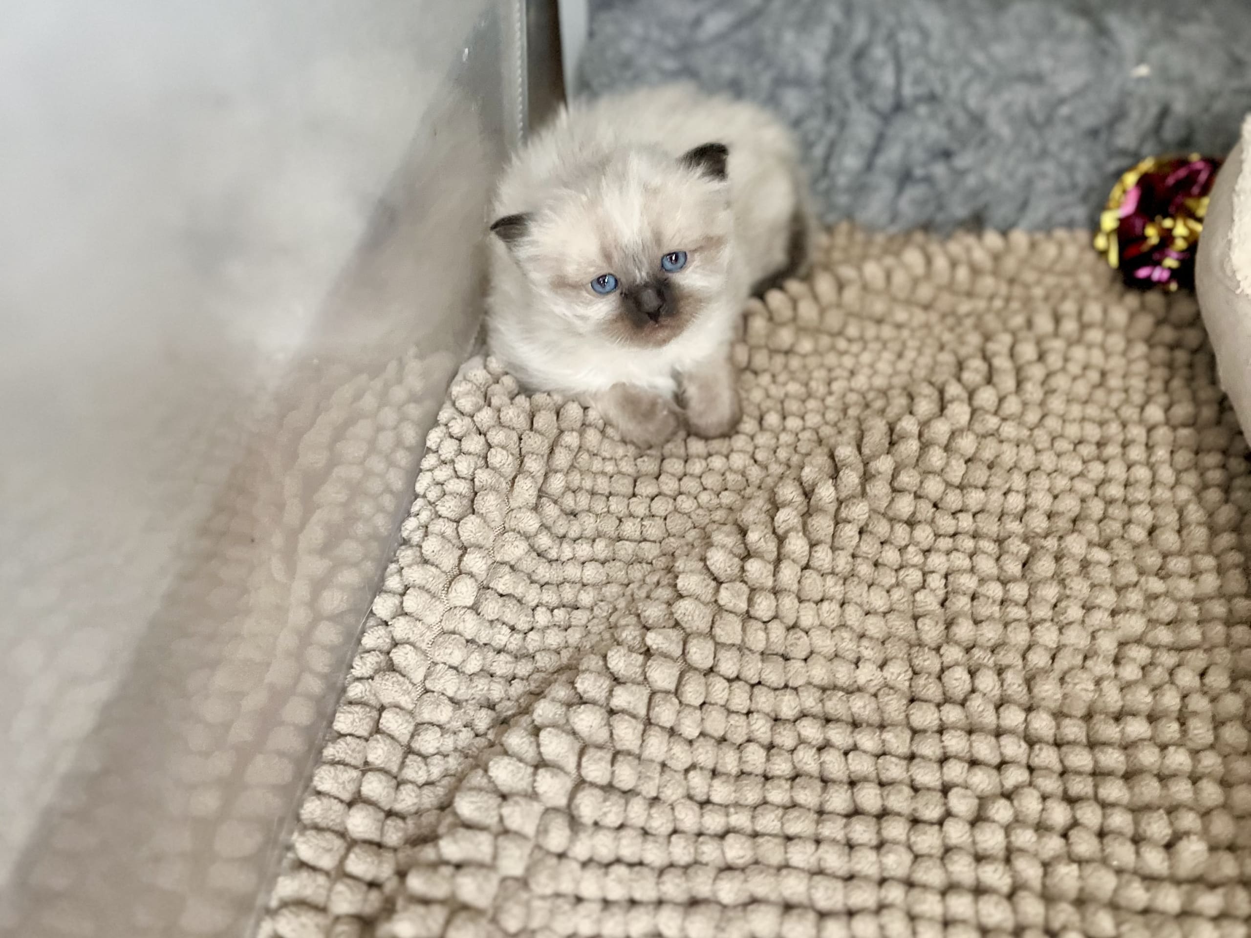 Helig birma / ragdoll · Henån · Olivia F.
