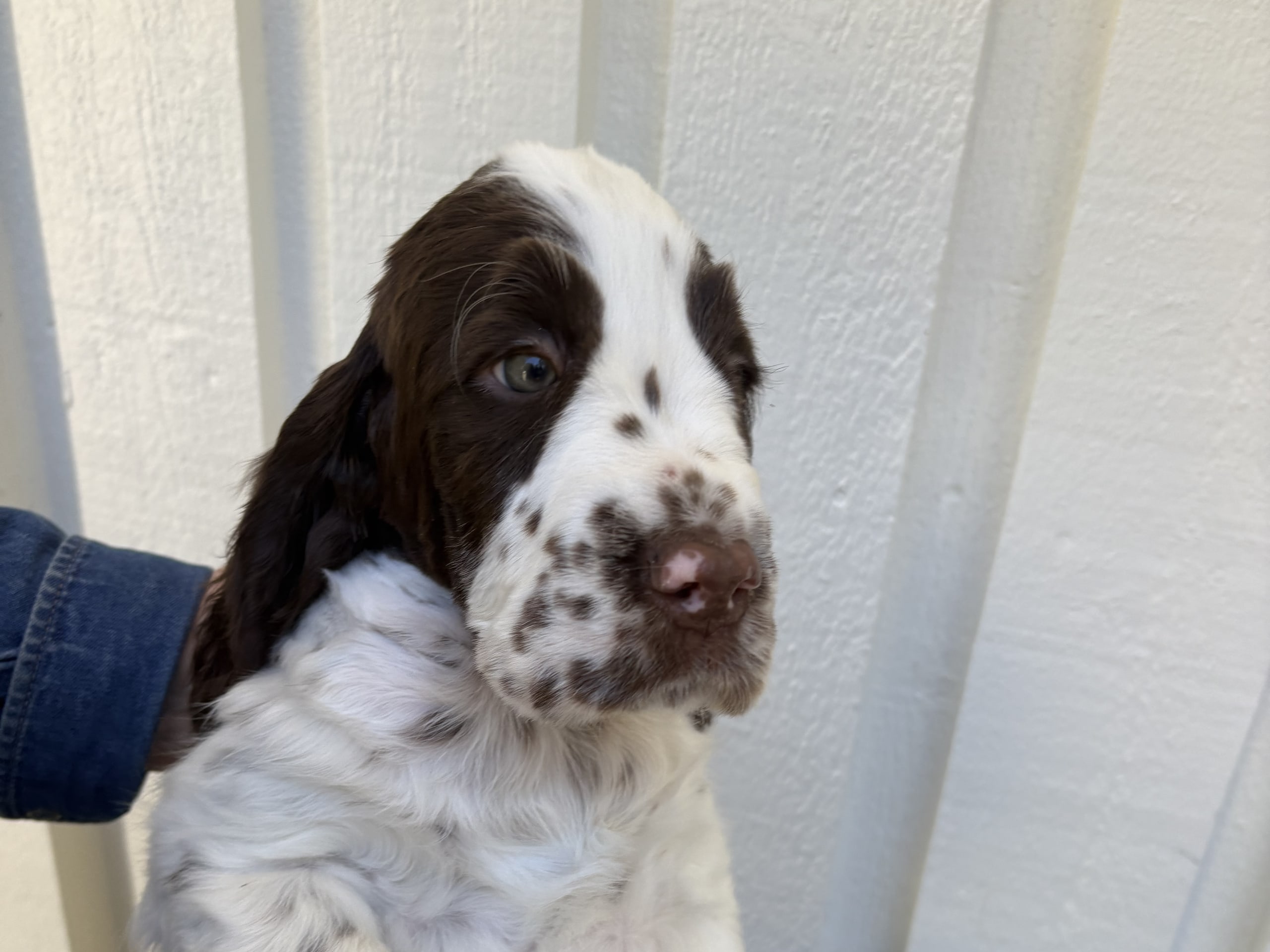 Engelsk springer spaniel