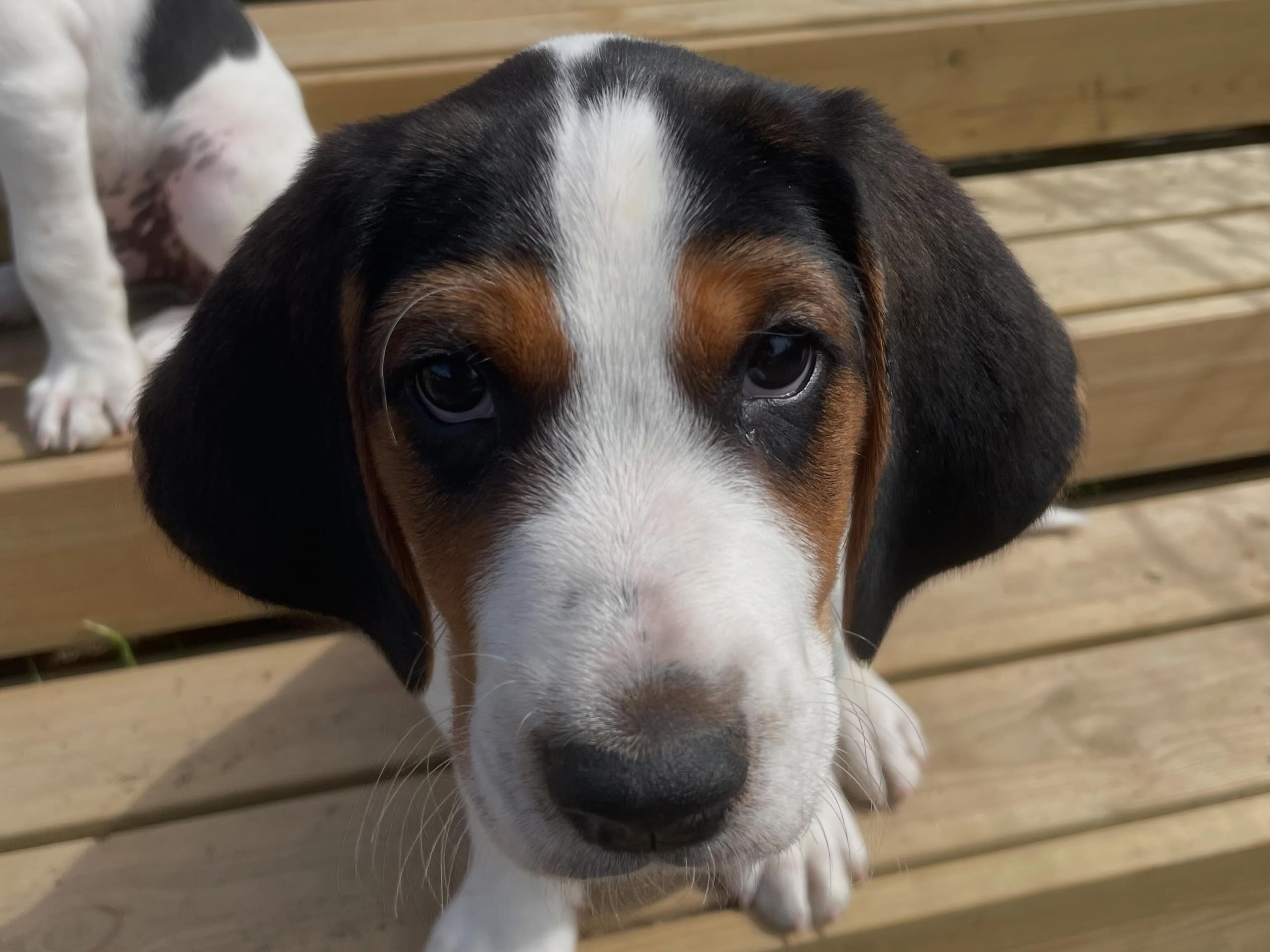 Halden Hound (Haldenstøver)