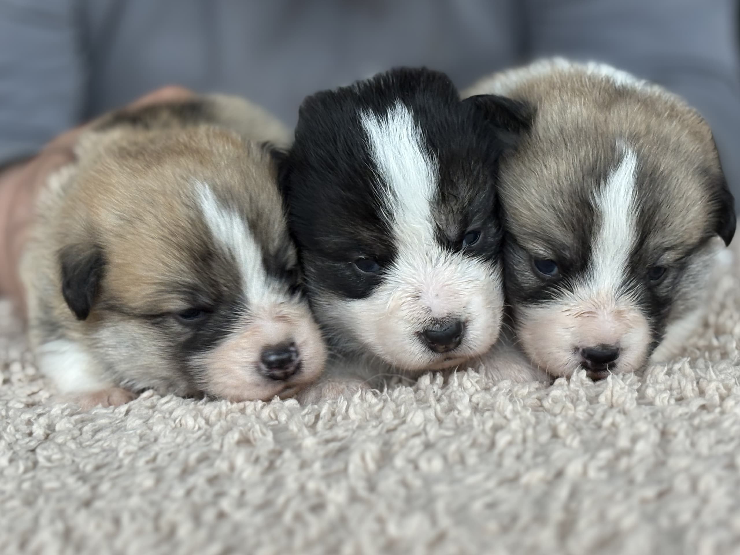 Welsh corgi pembroke