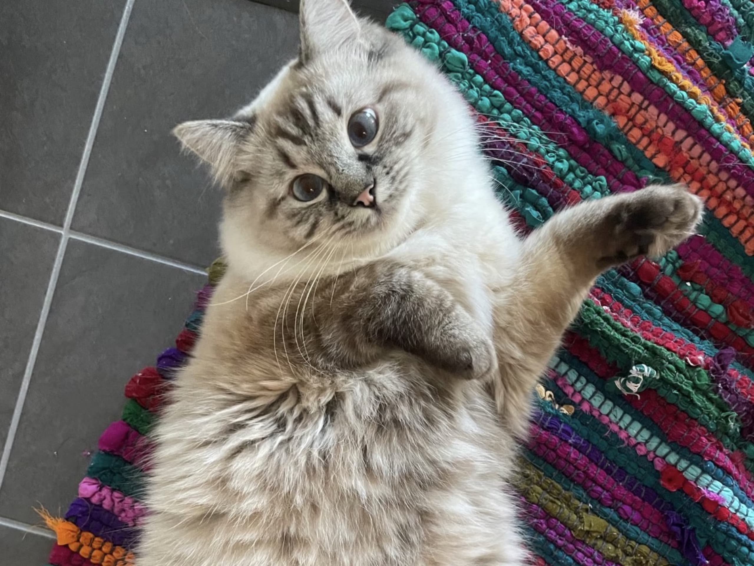 Ragdoll · Gävle · Linn T.