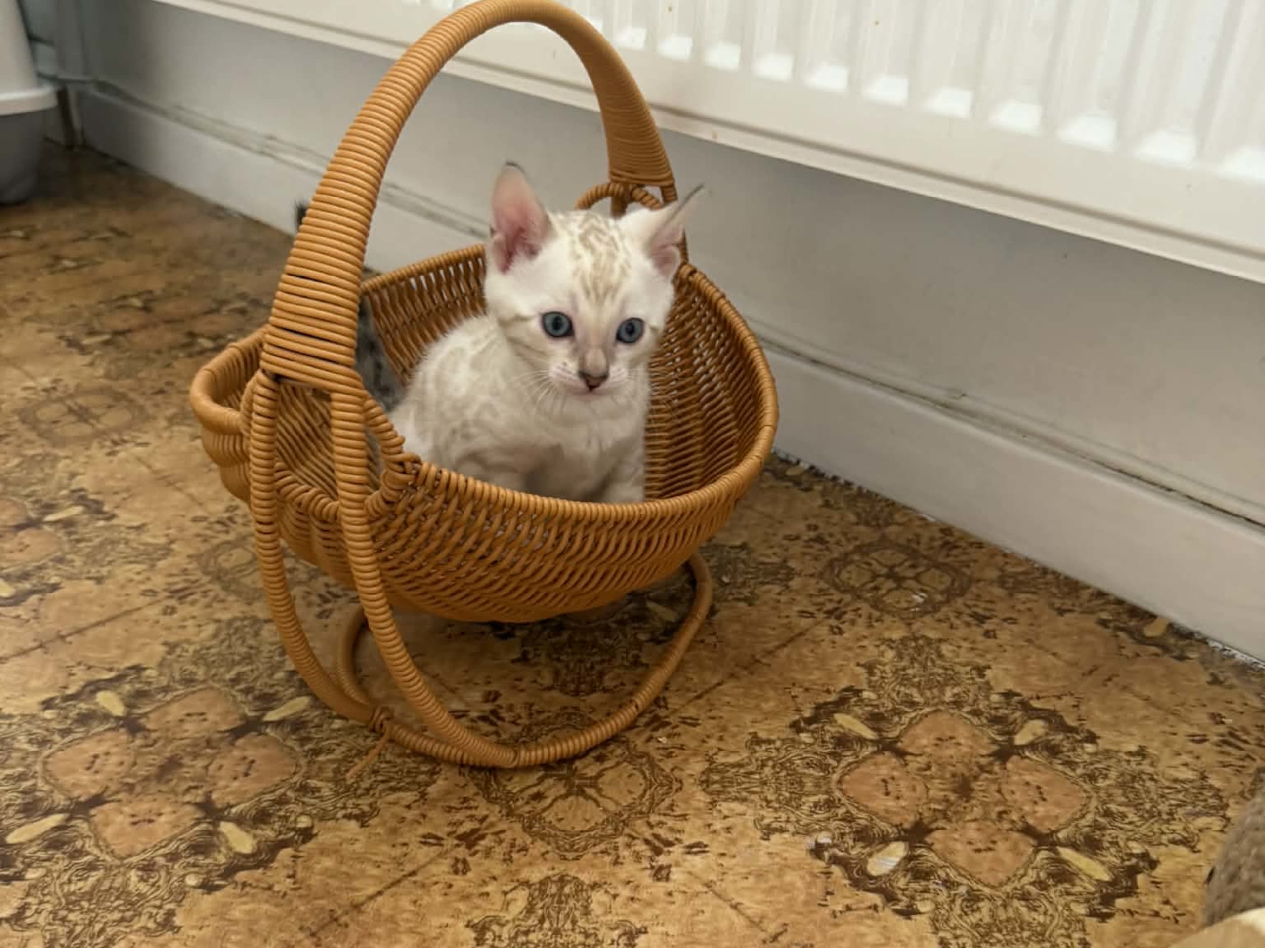 Bengal