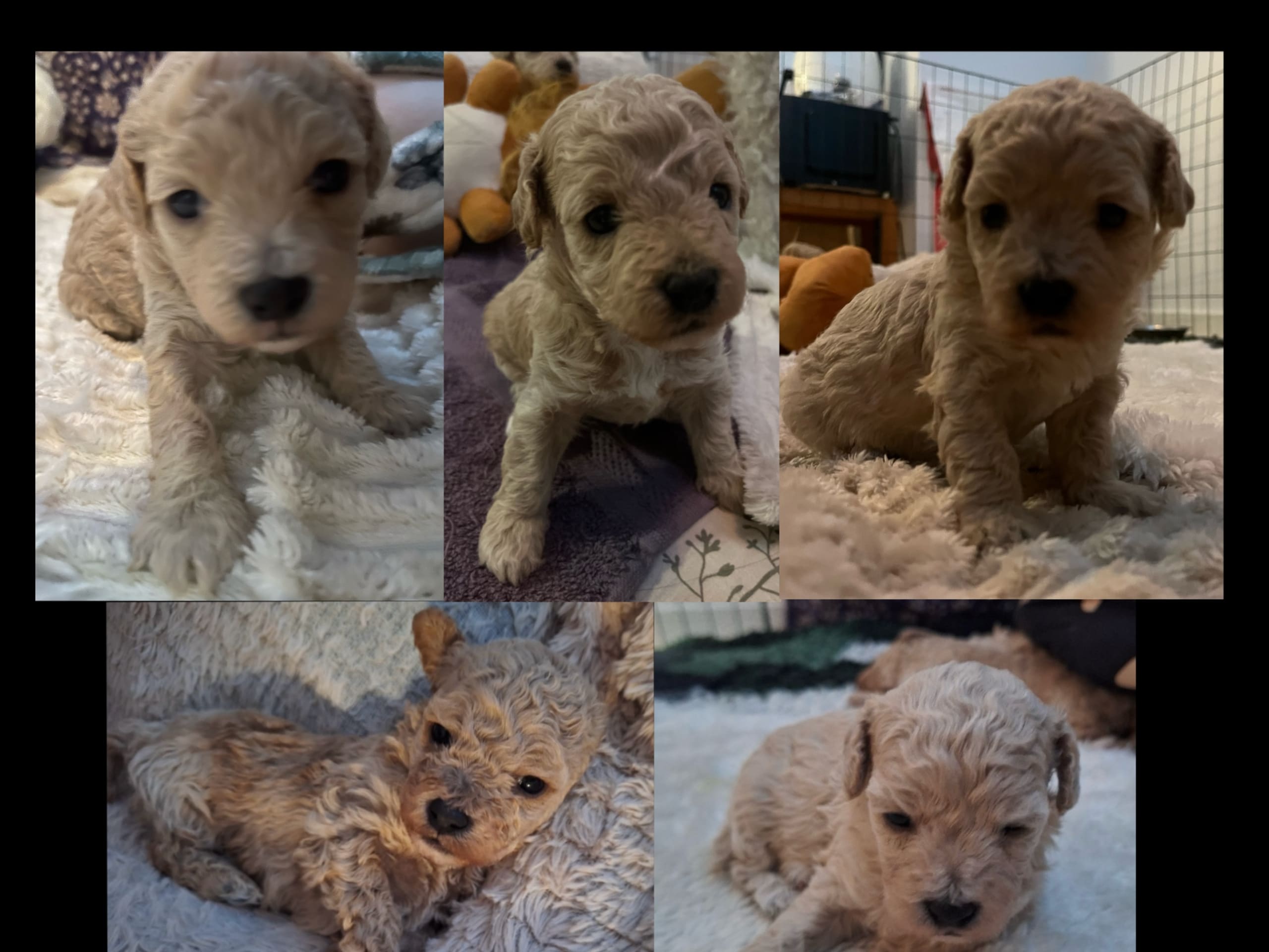 Bichonpoo Bichon Frisé/Dvärgpudel · Limhamn · Bichonpoo