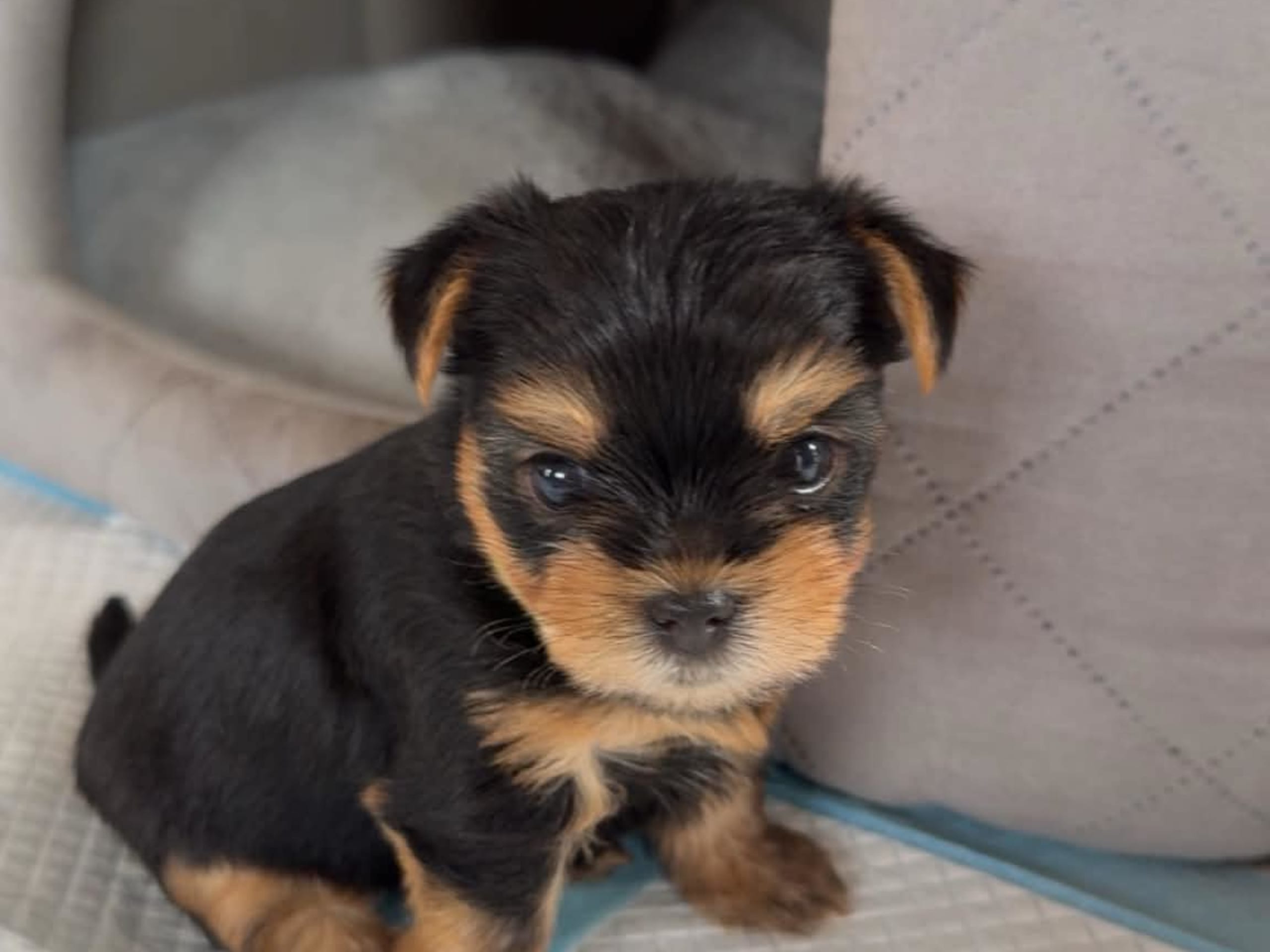 Yorkshire Terrier · Brande · Elin N.