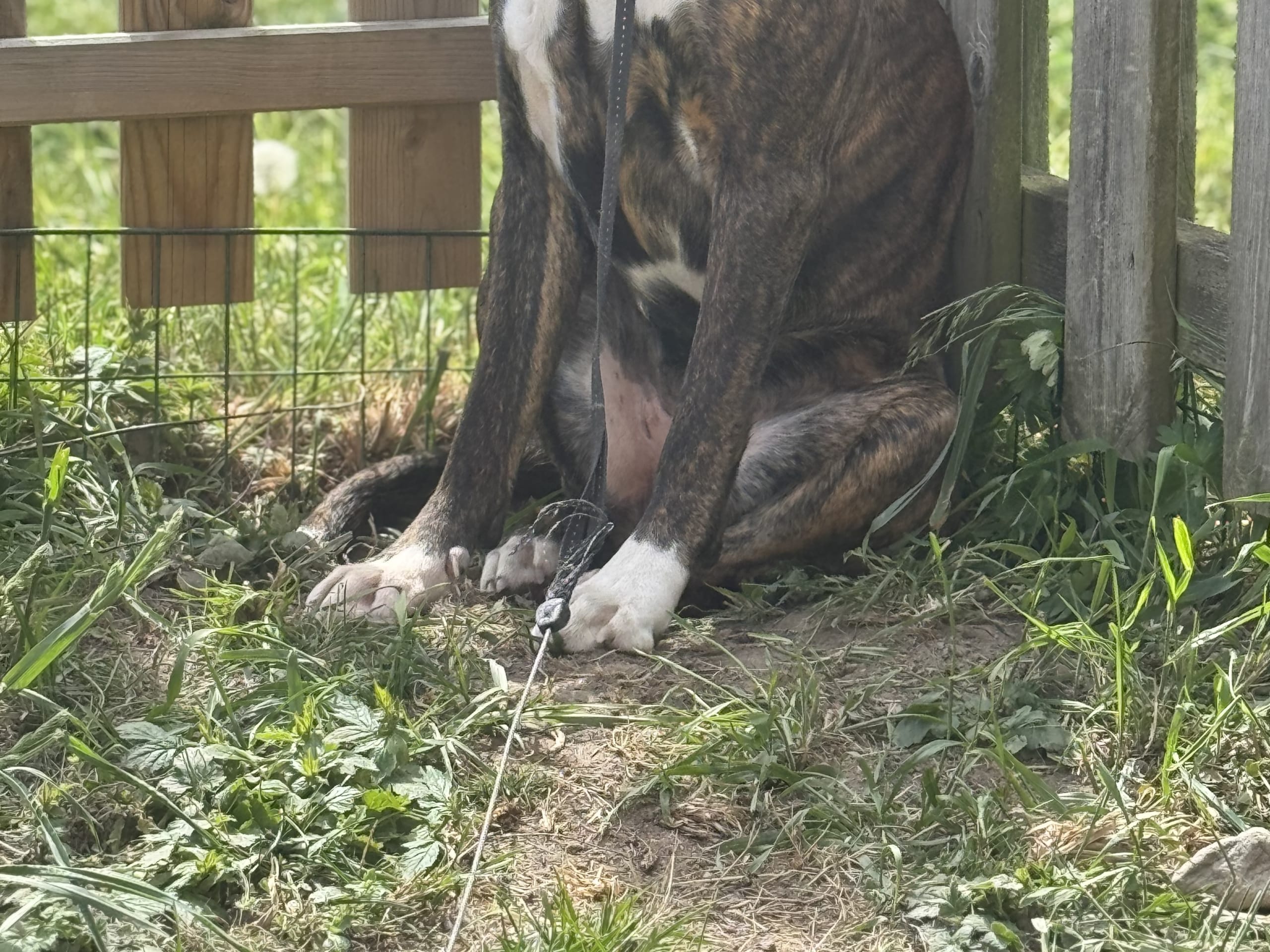 Boxer