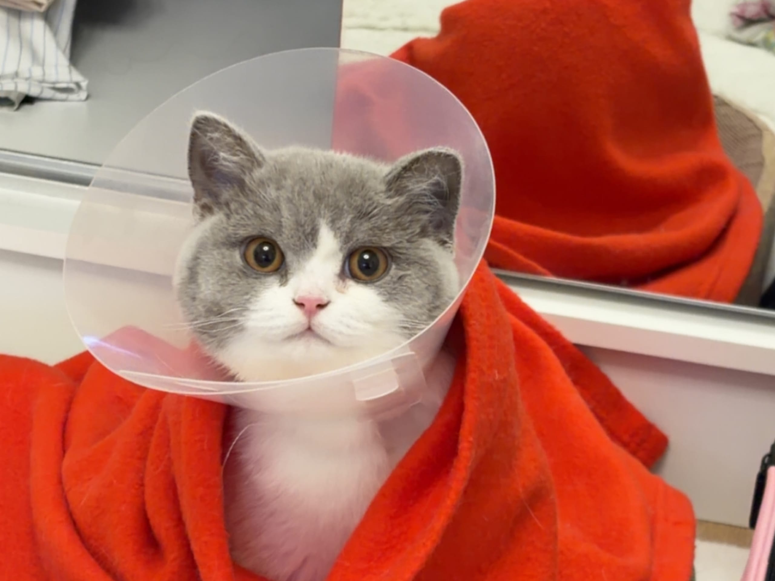 British Shorthair · Hässelby · Miranda M.