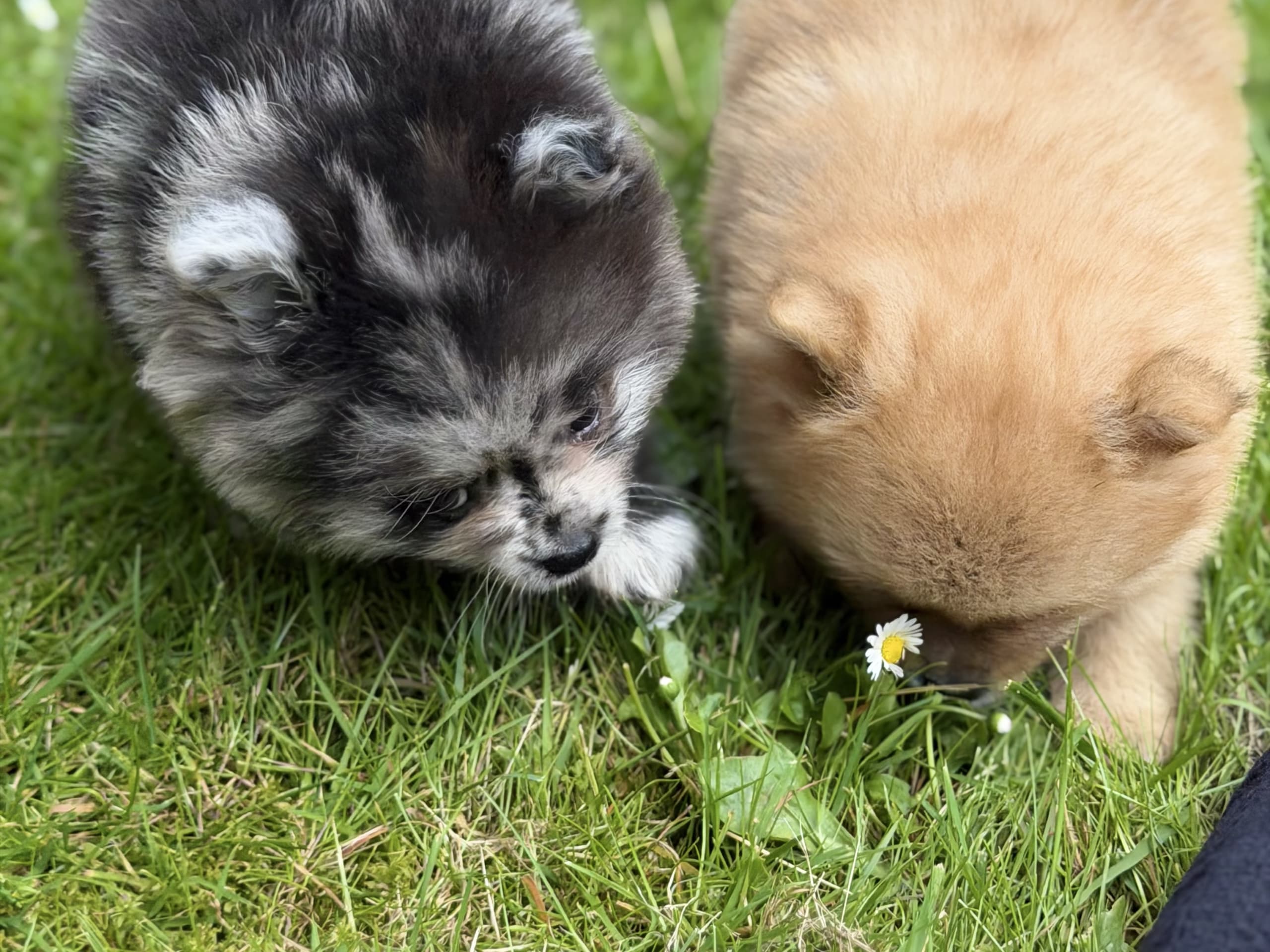 Pomeranian · Helsingborg · Pandora