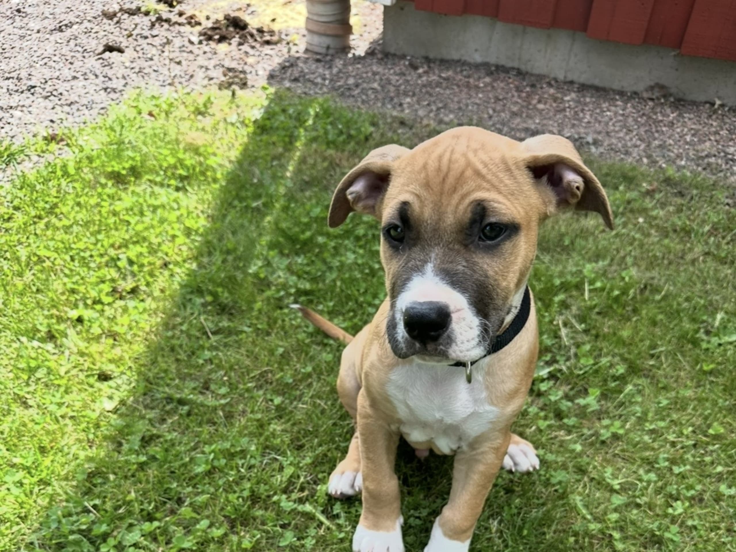 American Bully · Växjö · Nova P.
