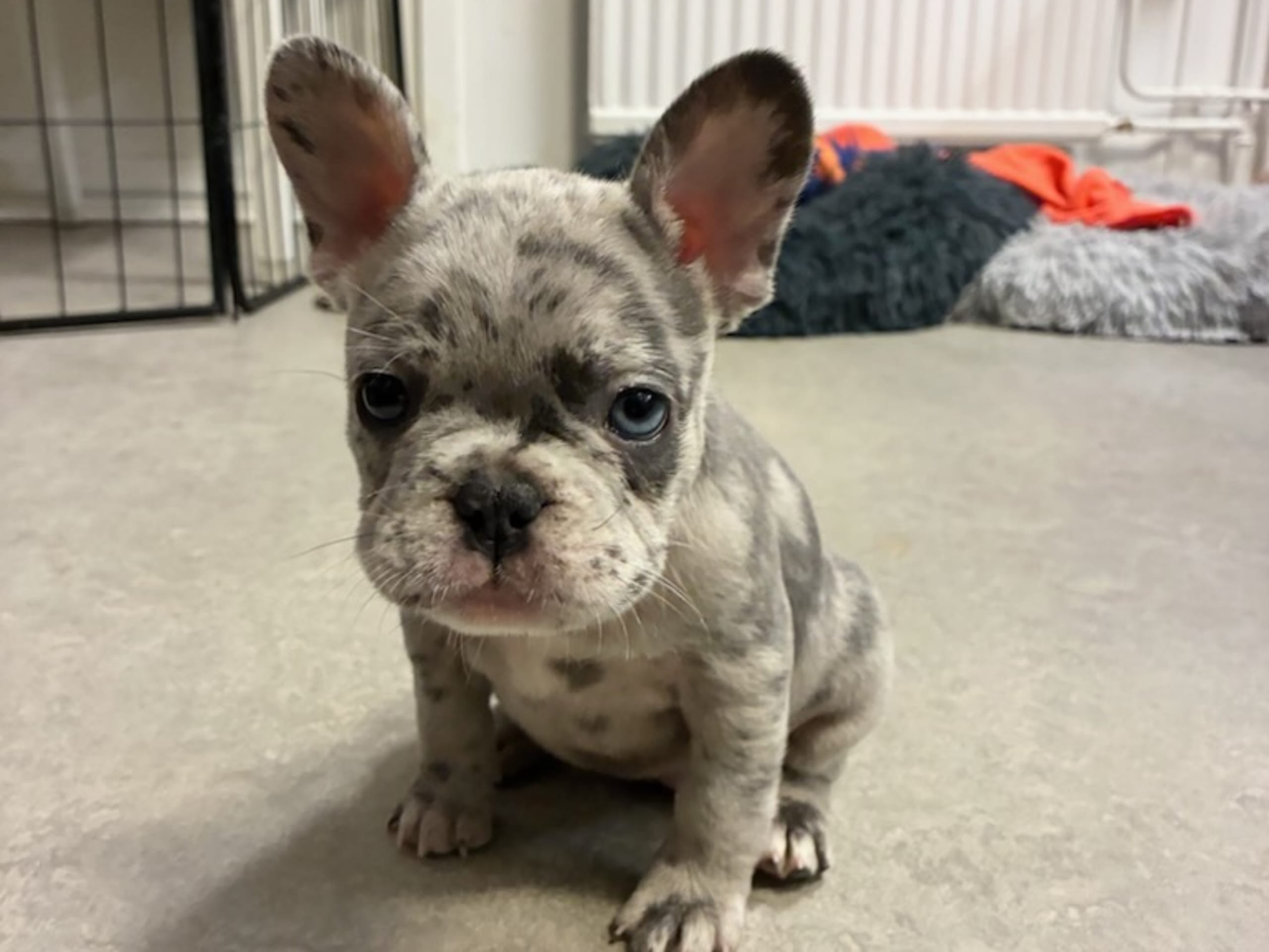 Fransk bulldogg