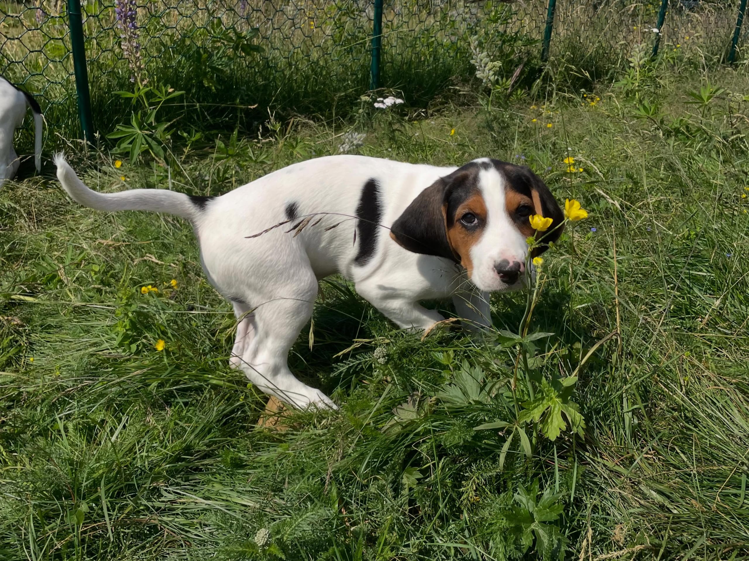 Halden Hound (Haldenstøver)