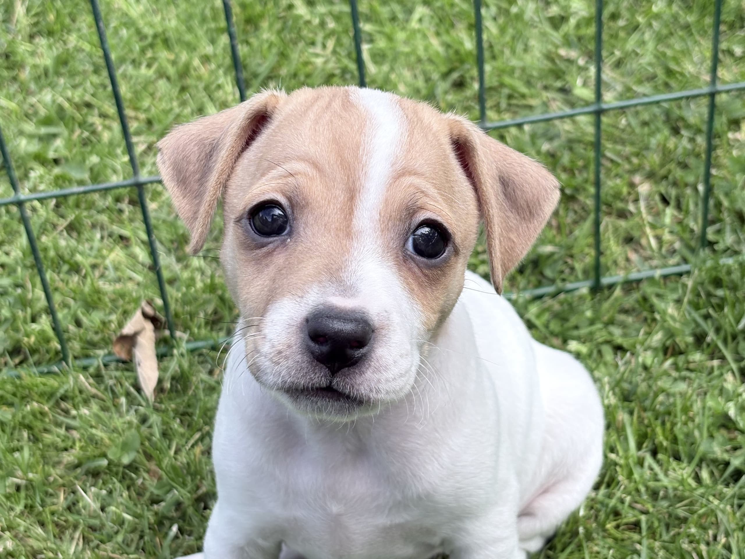 Danish Swedish Farmdog