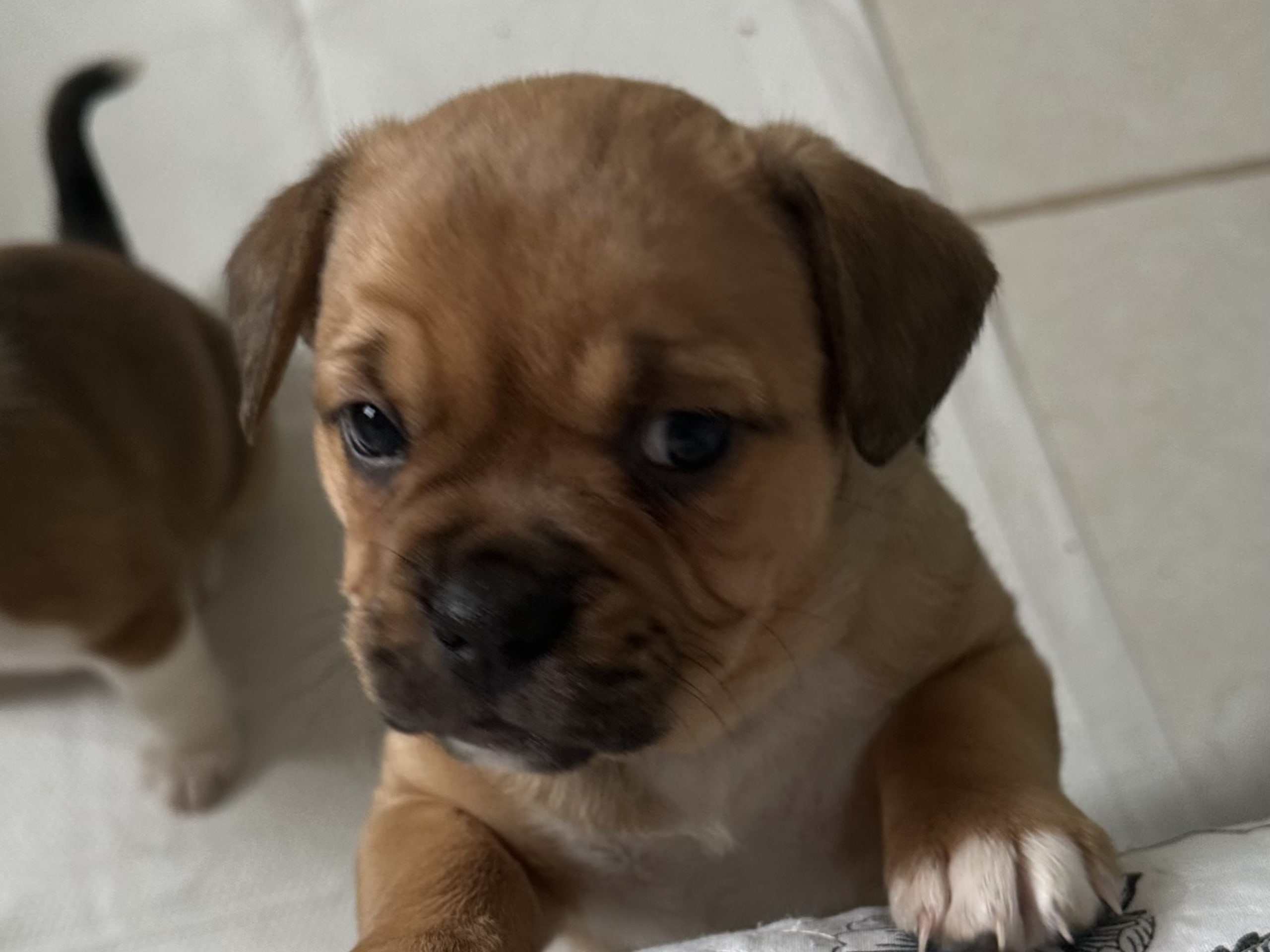 Fransk bulldog och Australiensisk Sheperd · Karlstad · Mia A.