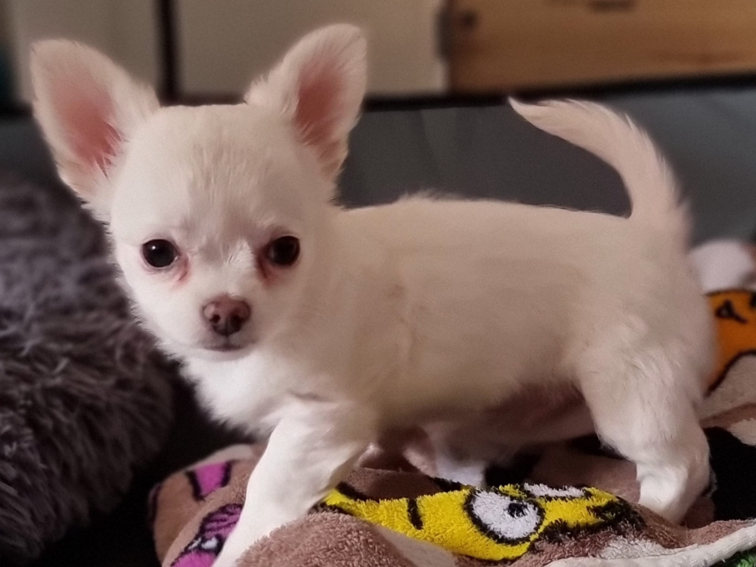 Chihuahua