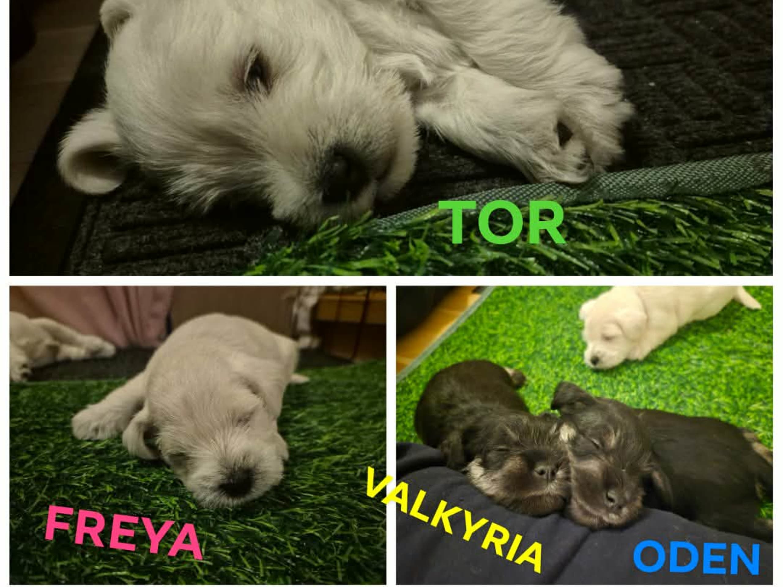 Dvärgschnauzer
