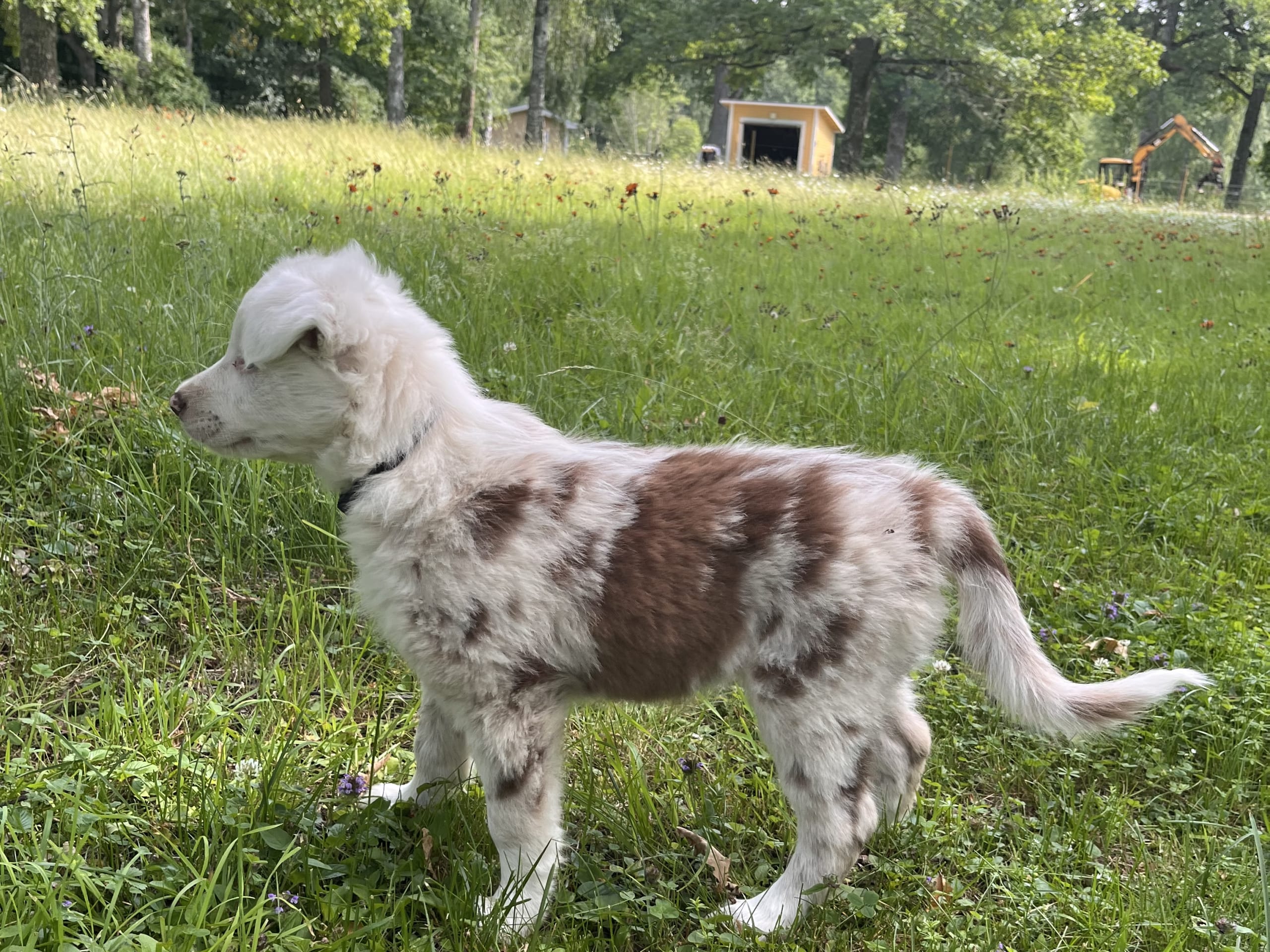 Border collie/ Australien shepard · Tierp · Anna K.
