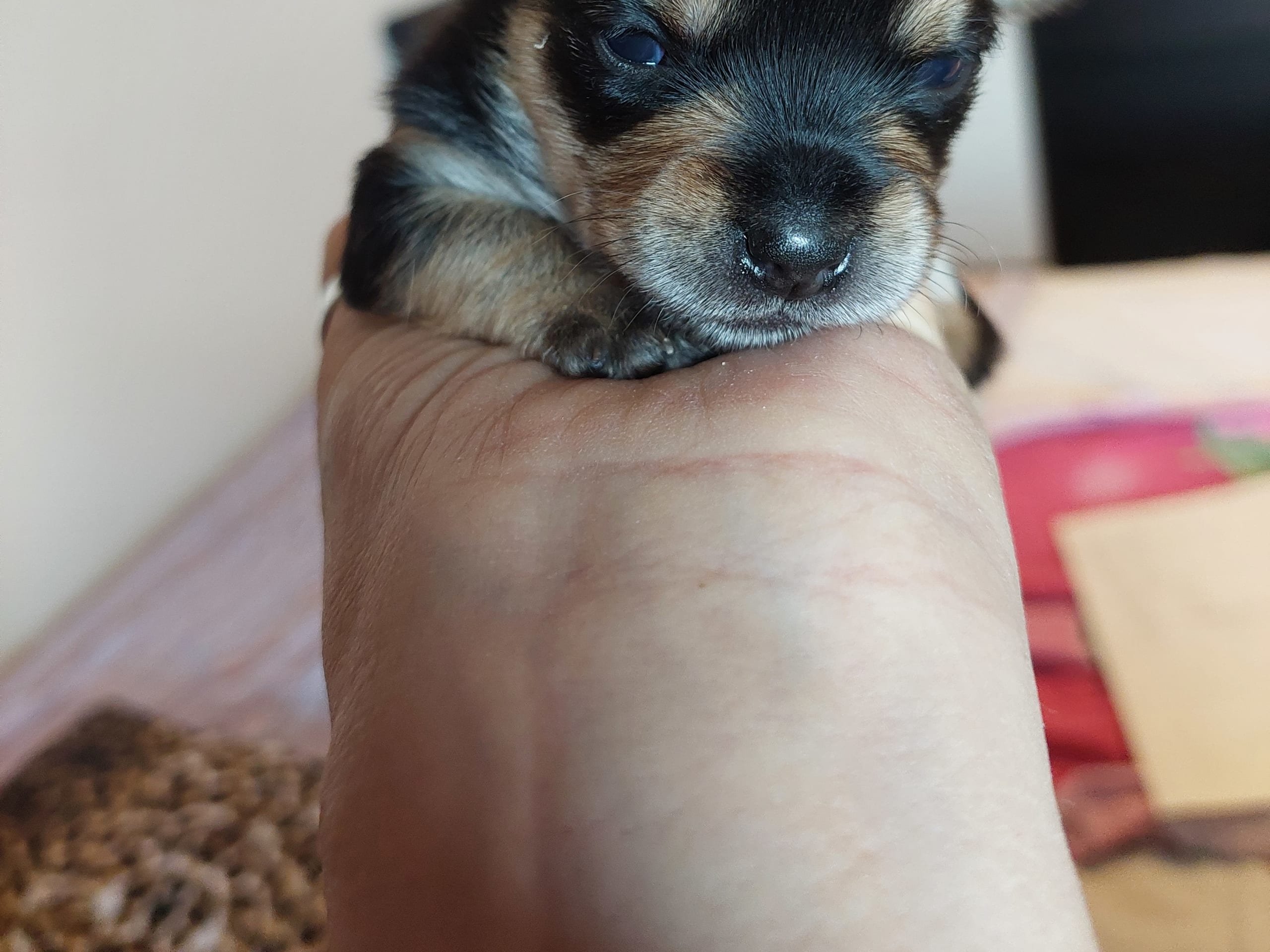 Chorkie · Skärholmen · DochD