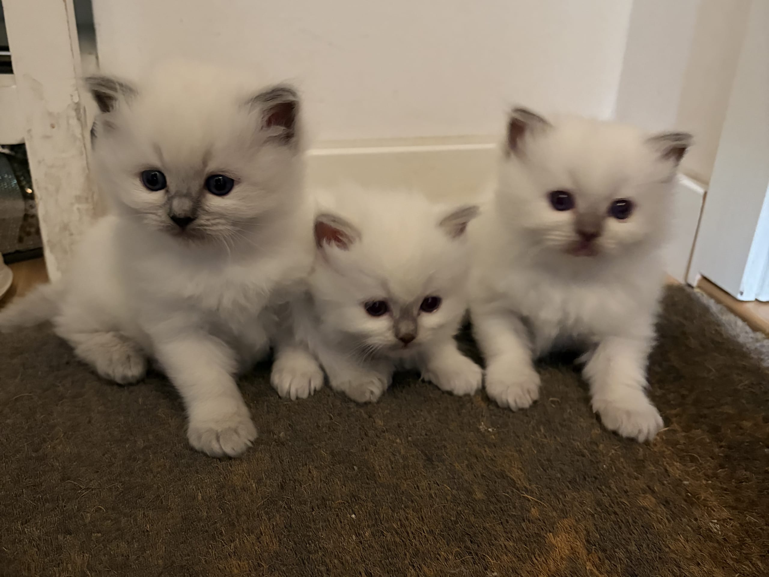 Ragdoll