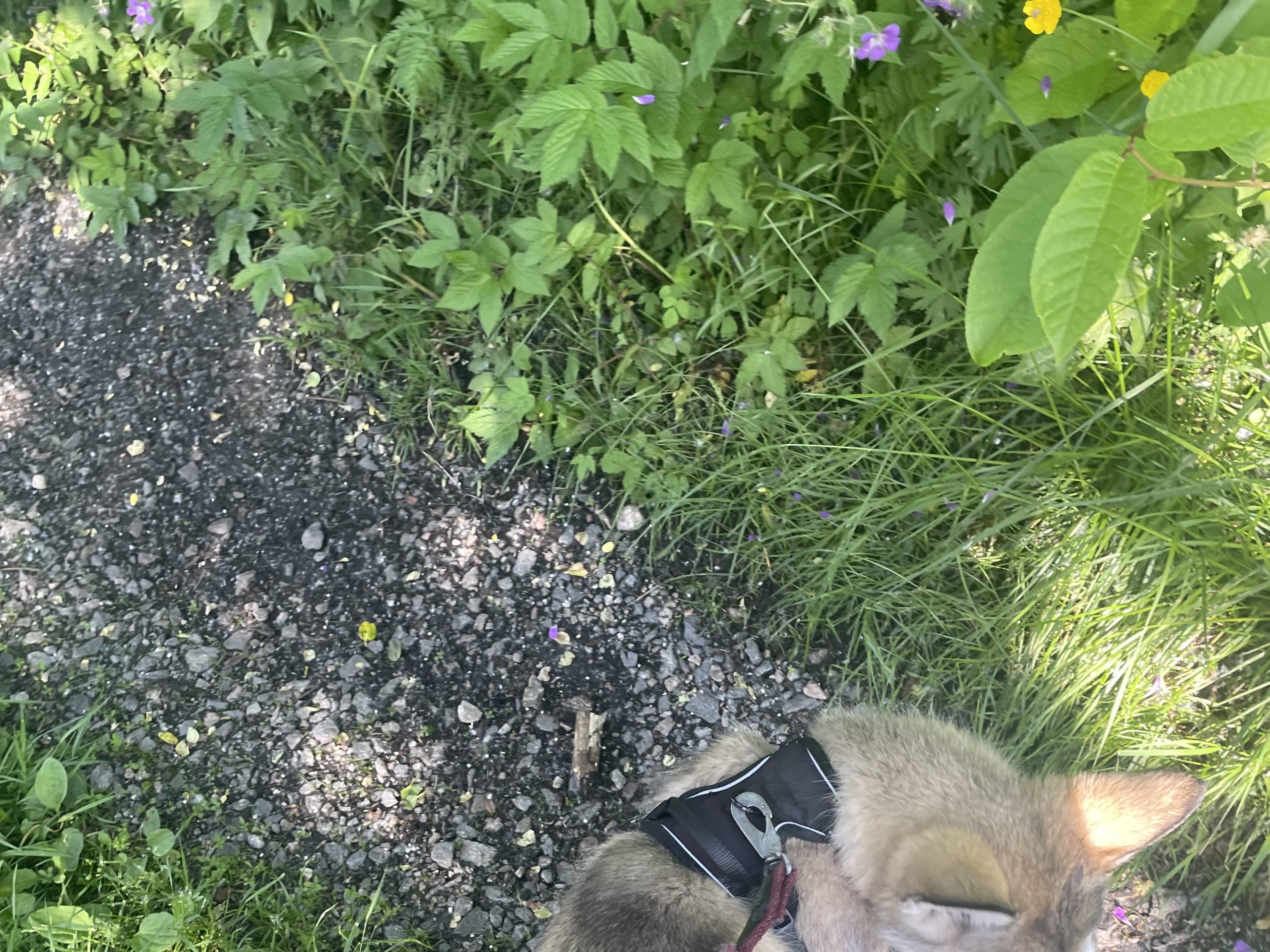 Alaskan malamute