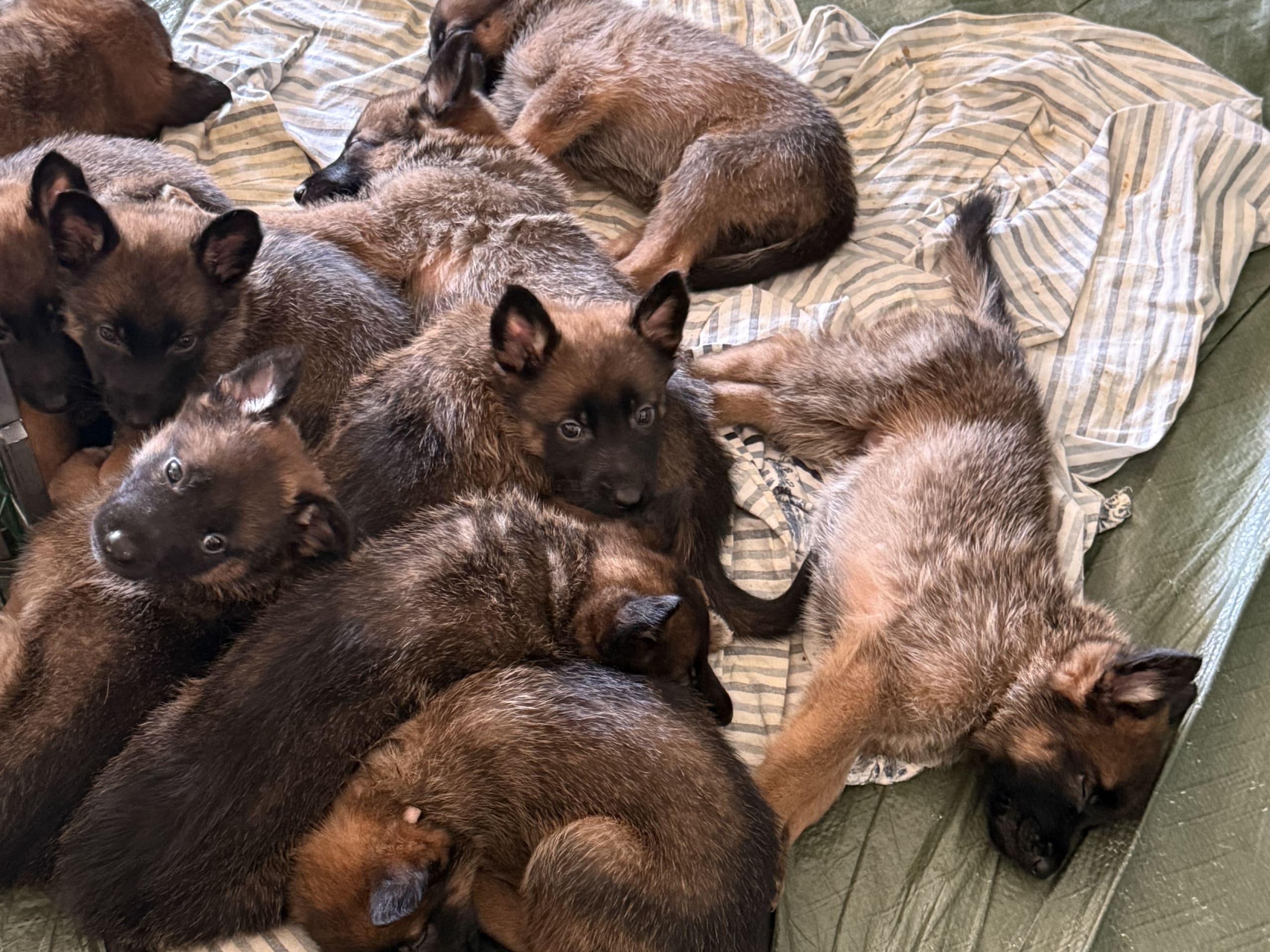 Belgisk fårehund, malinois