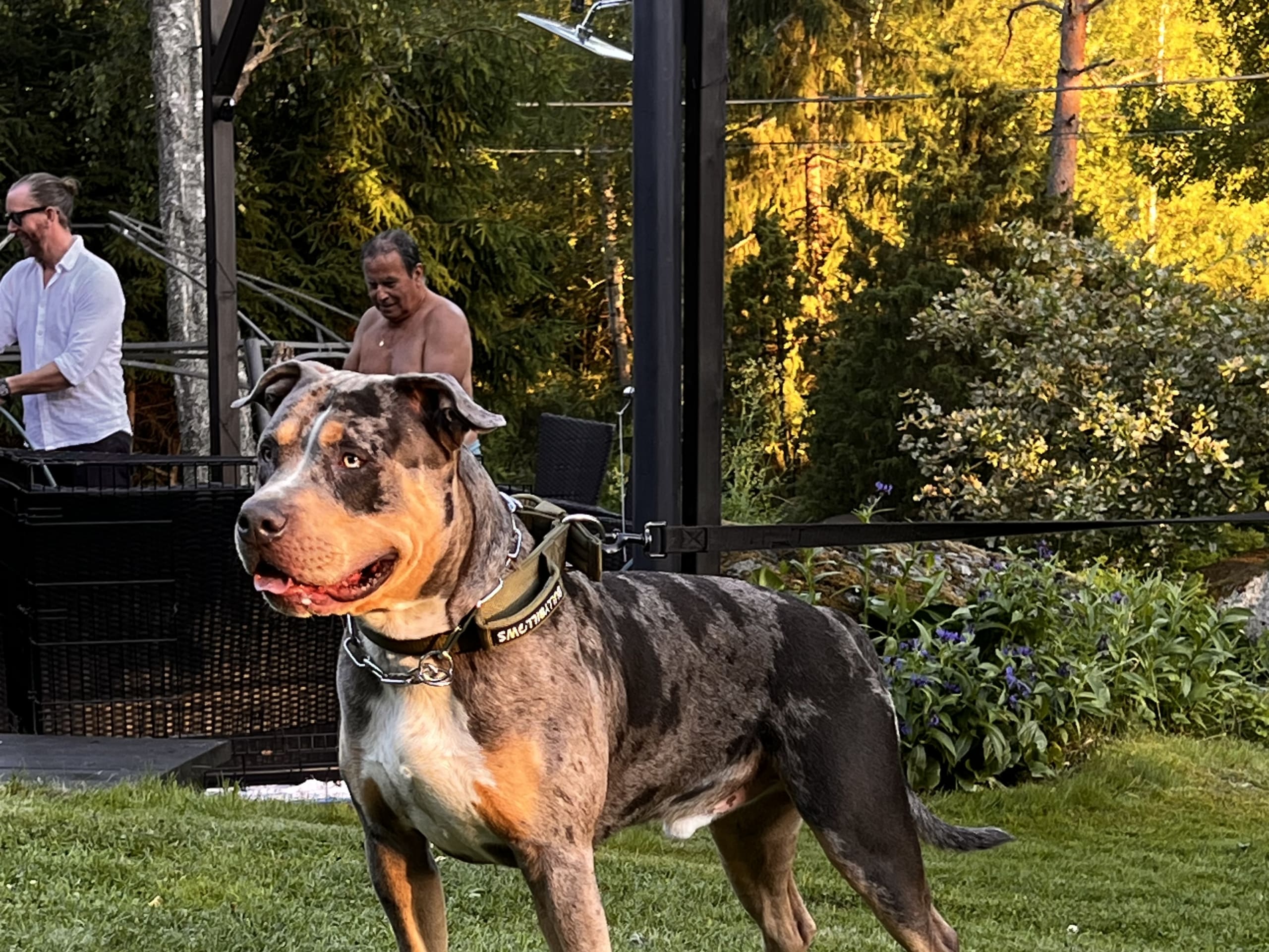 American bully · Sollentuna · Raul C.