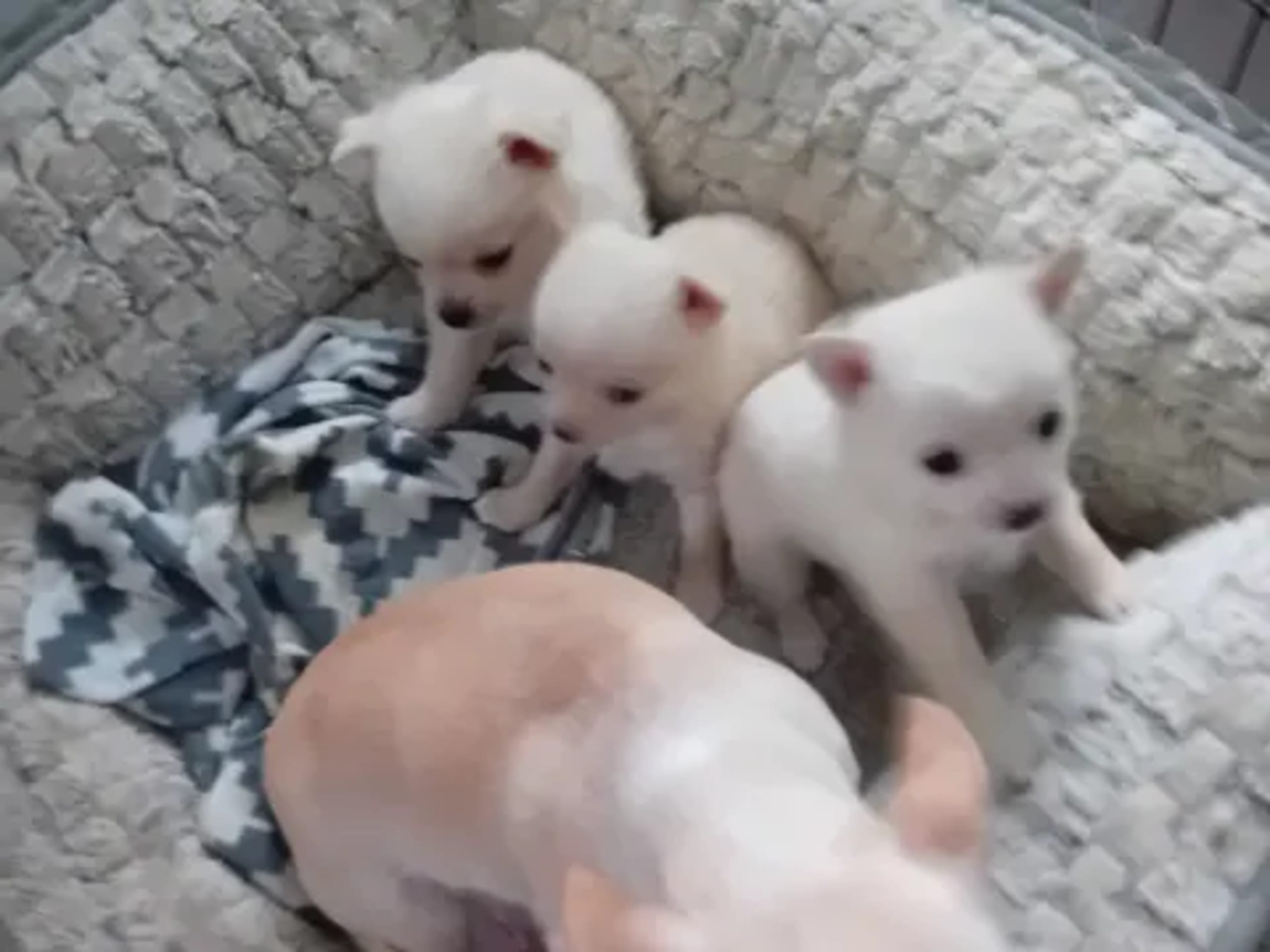 Pomchi · Svenljunga · Sirpa O.