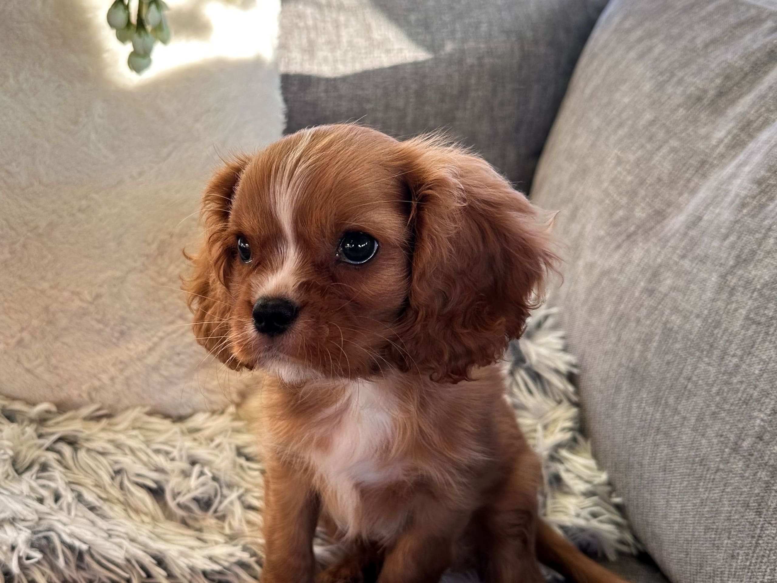 Cavalier king charles spaniel