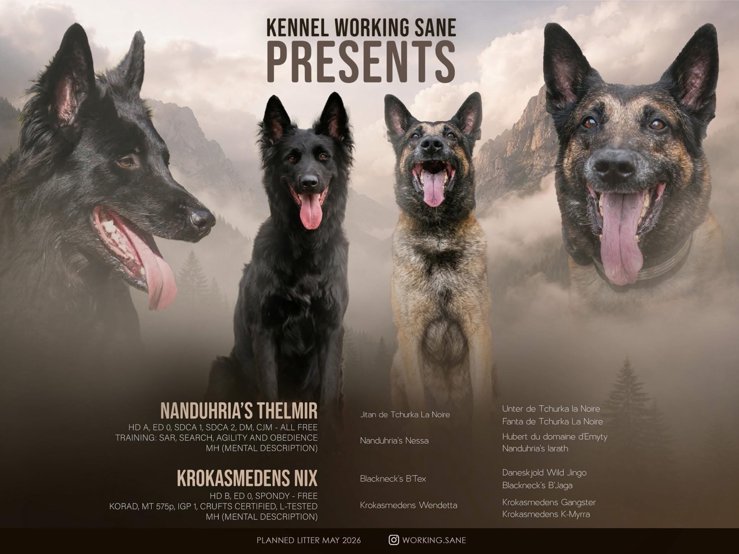 Belgisk vallhund – Groenendael