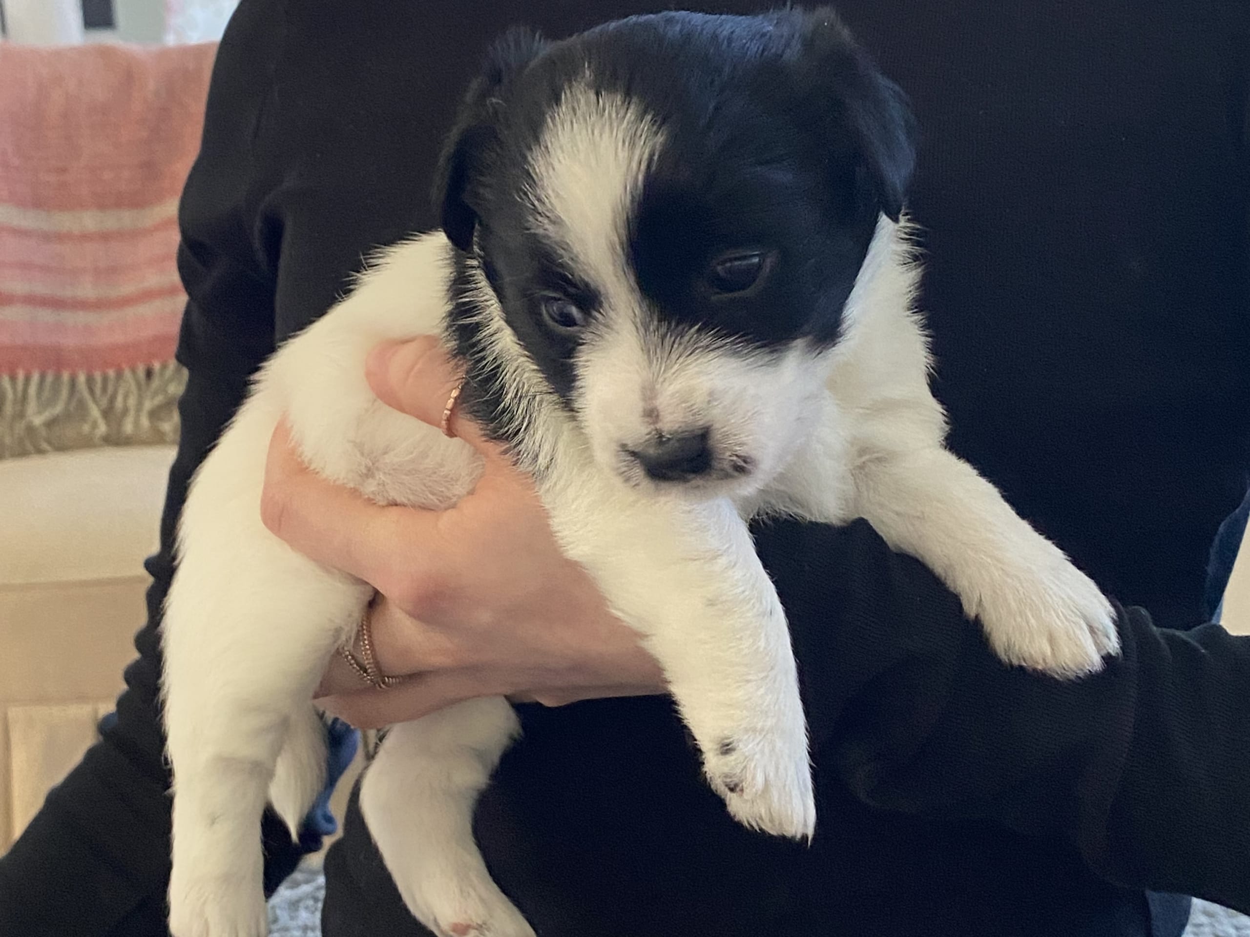Jack Russell Terrier · Varberg · Kennel Beldio’s