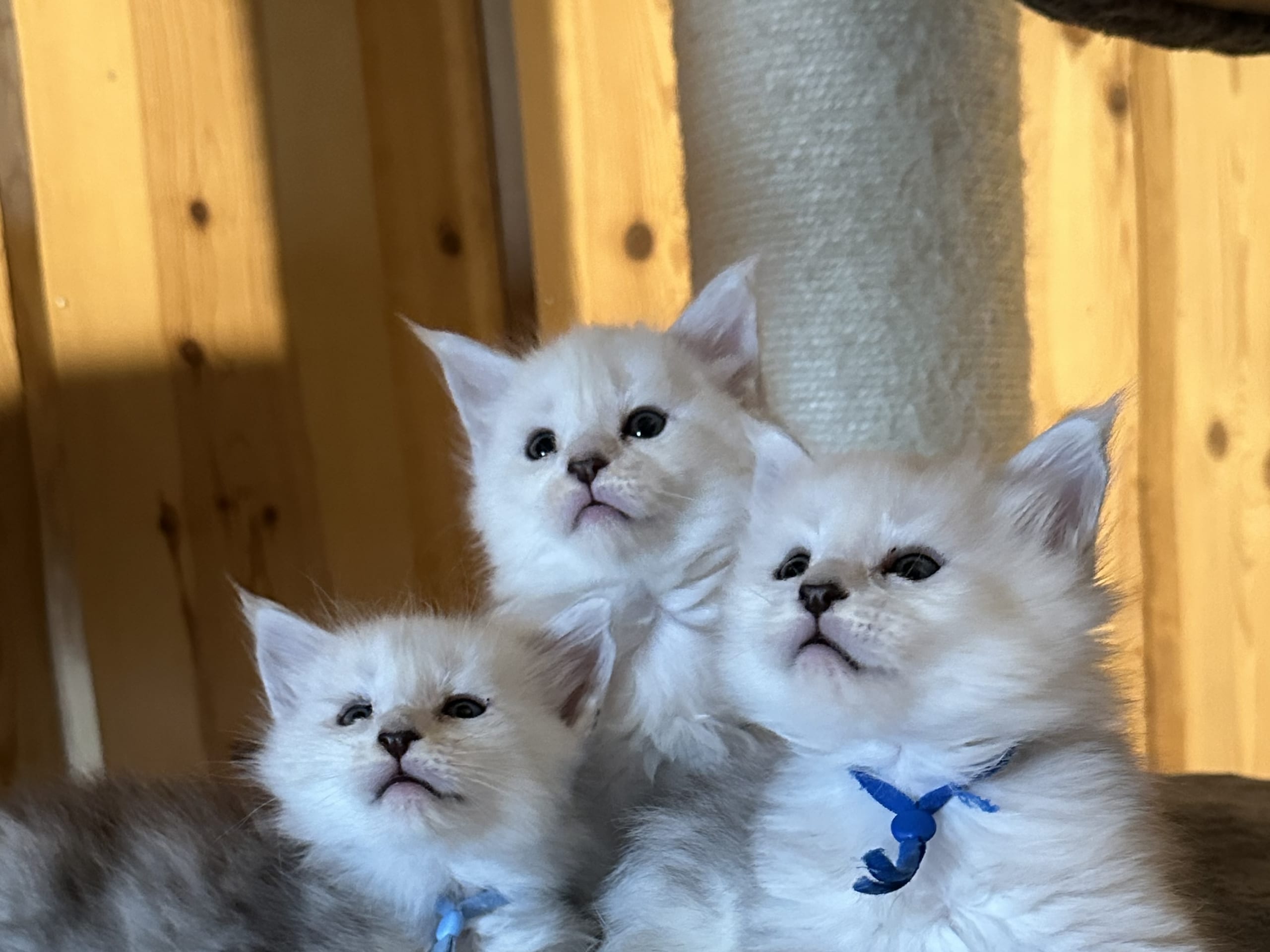 Maine Coon · Kristiansand · NO* HavPerlen’s