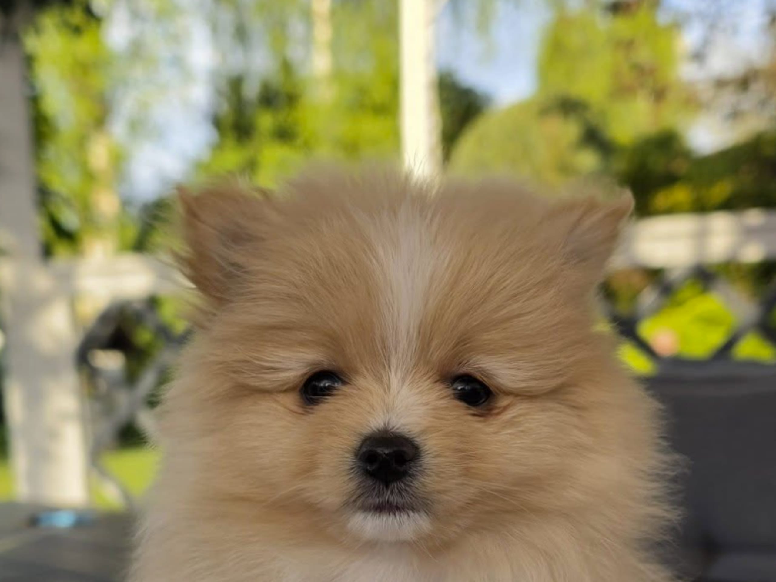 Pomeranian · Billesholm · Björn R.