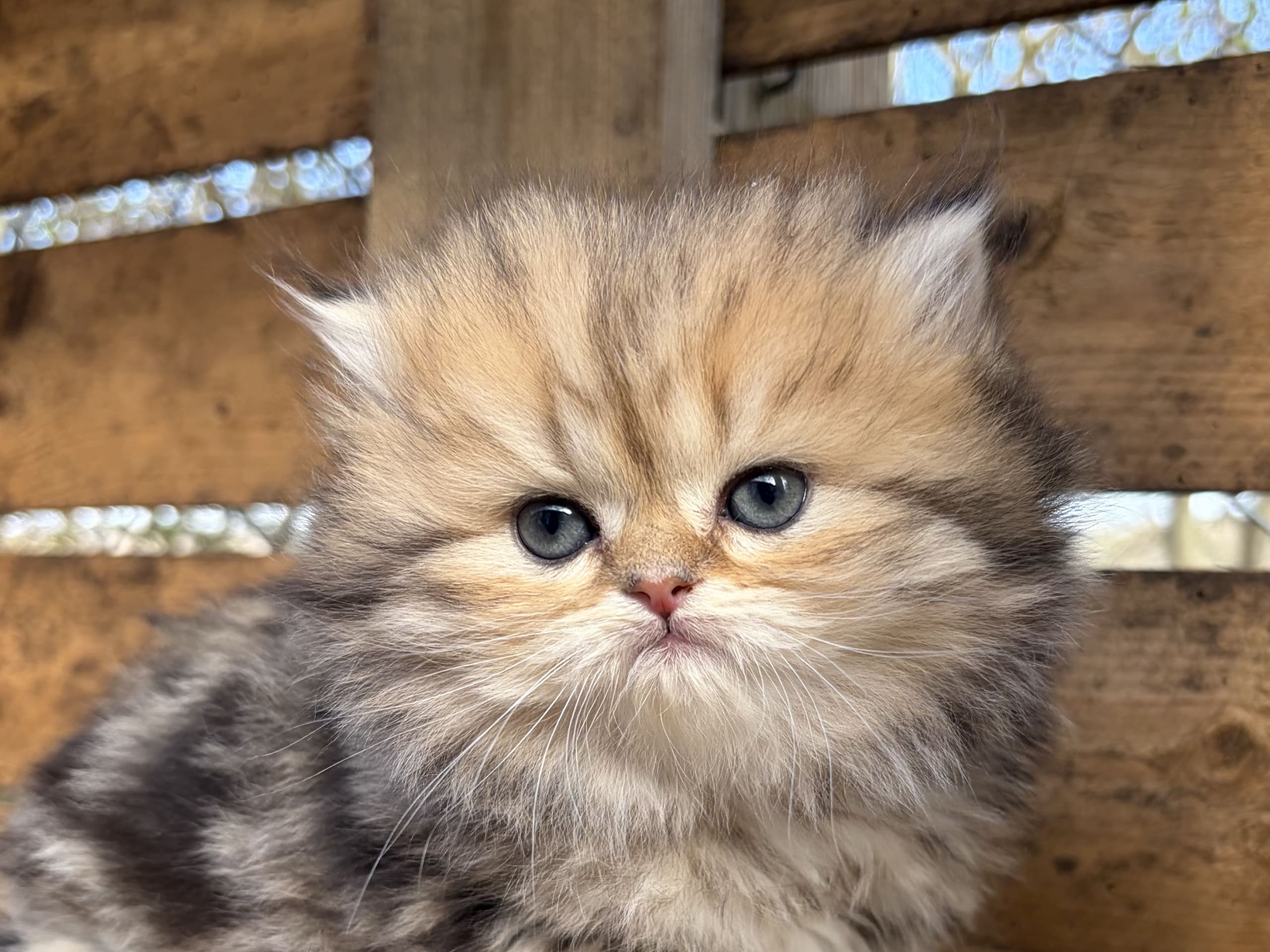 SE*Lilla Kattmakeriet