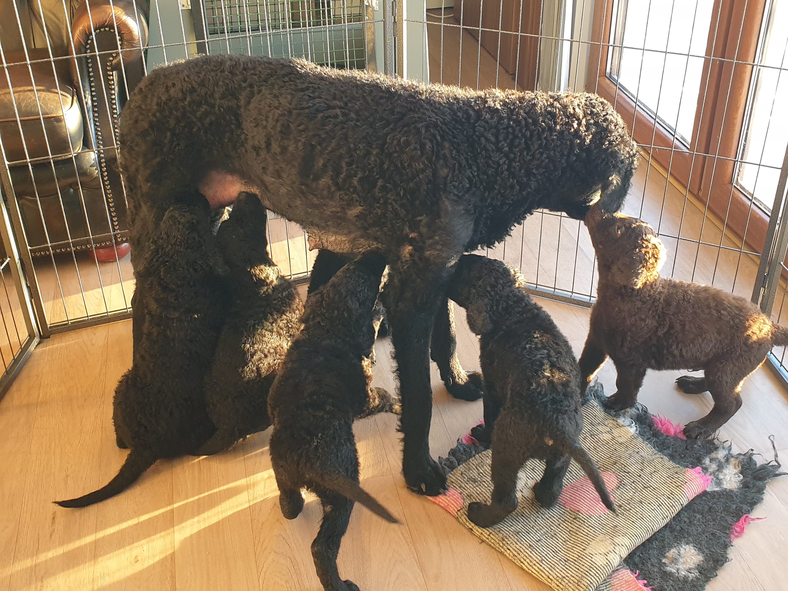 Curly coated retriever
