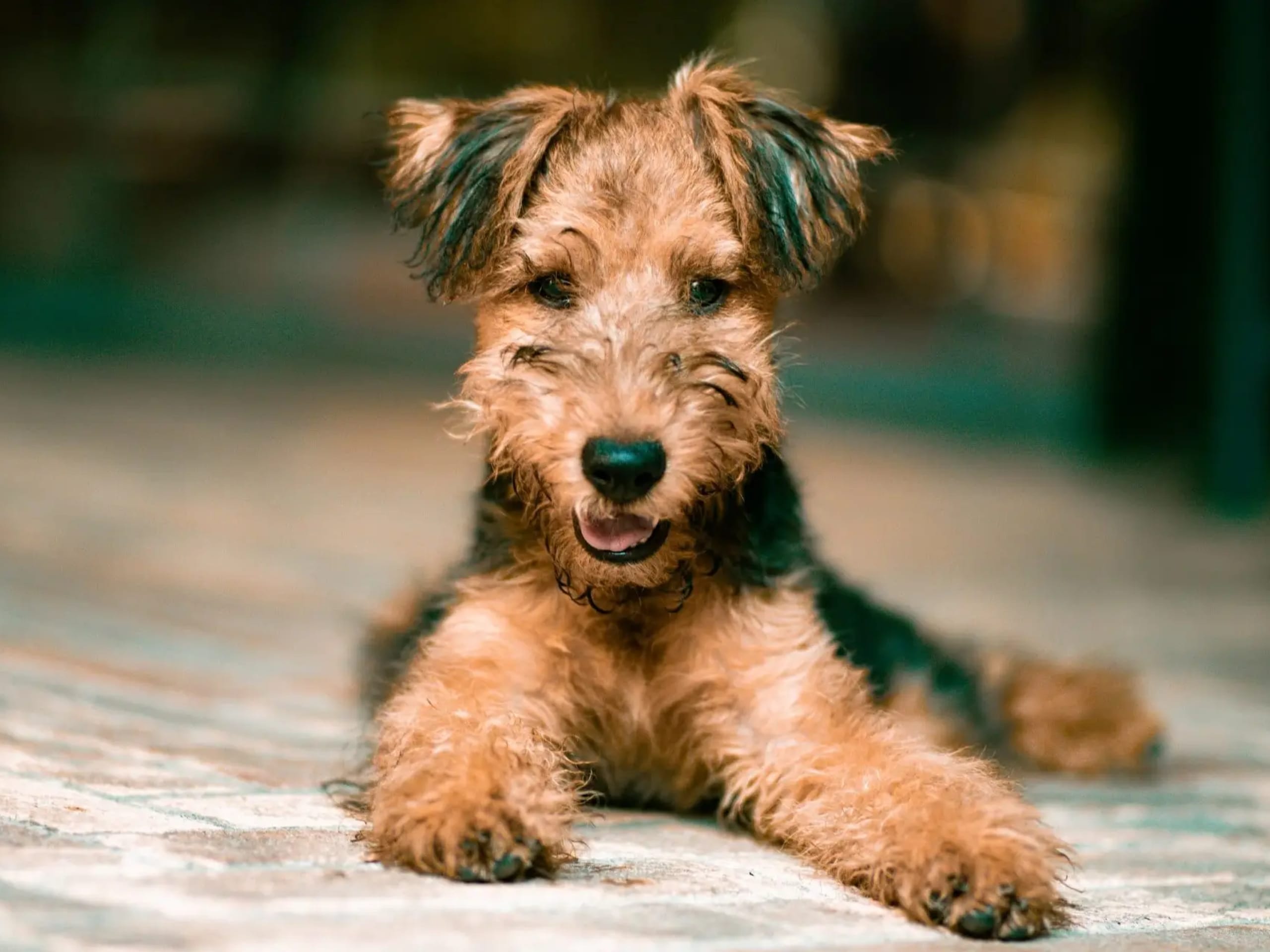Airedale terrier