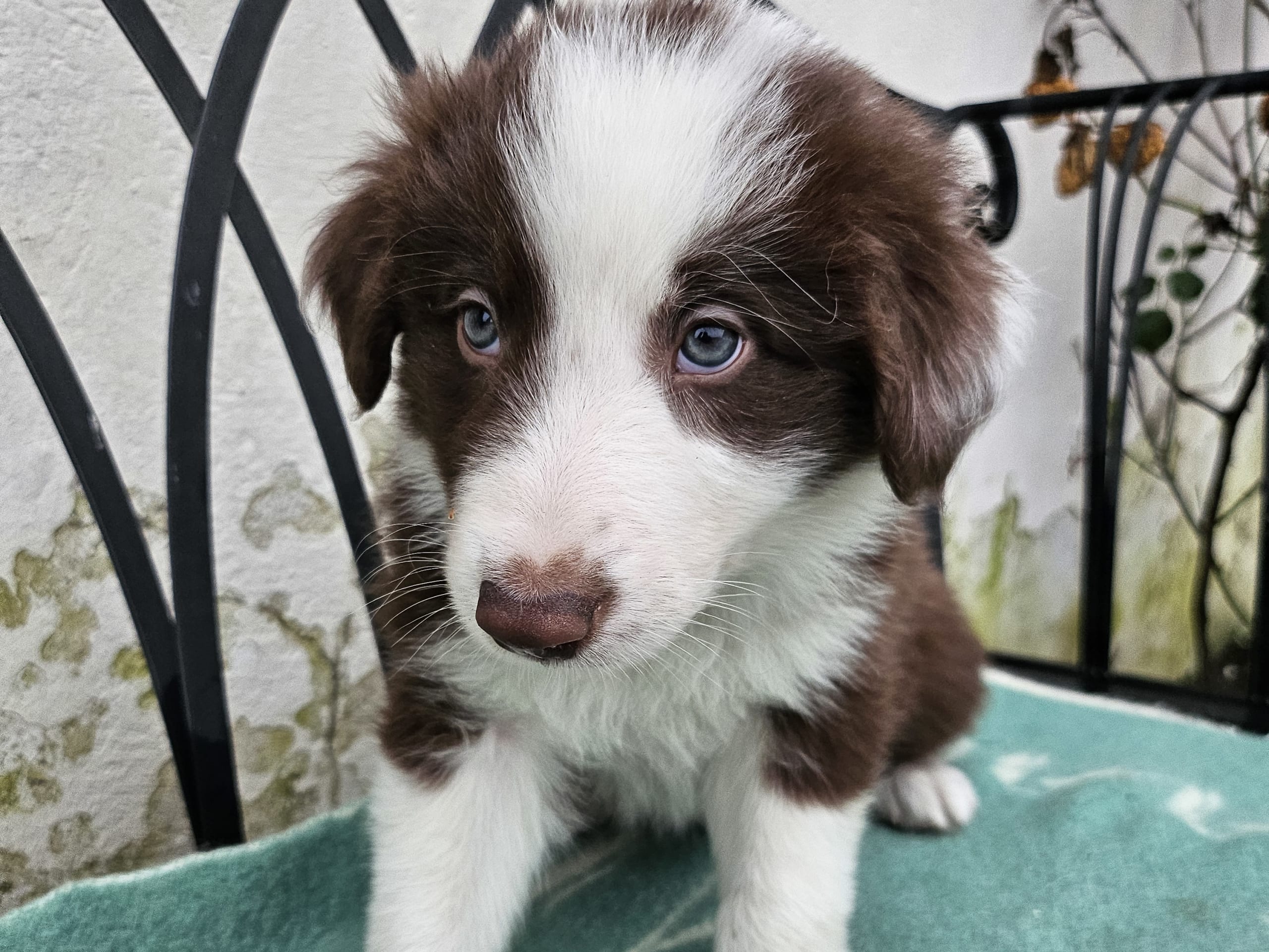 Border collie