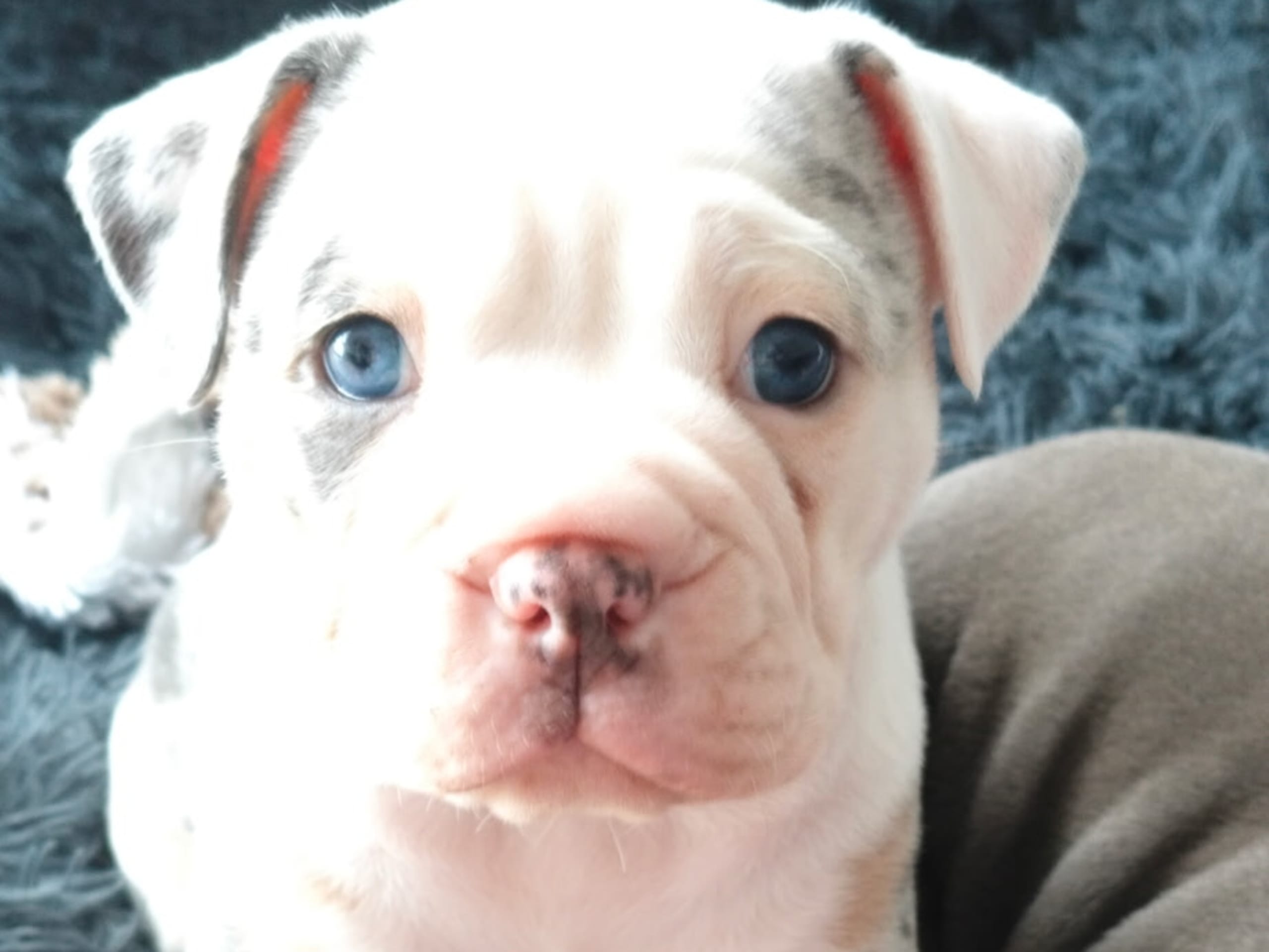 Olde english bulldogge
