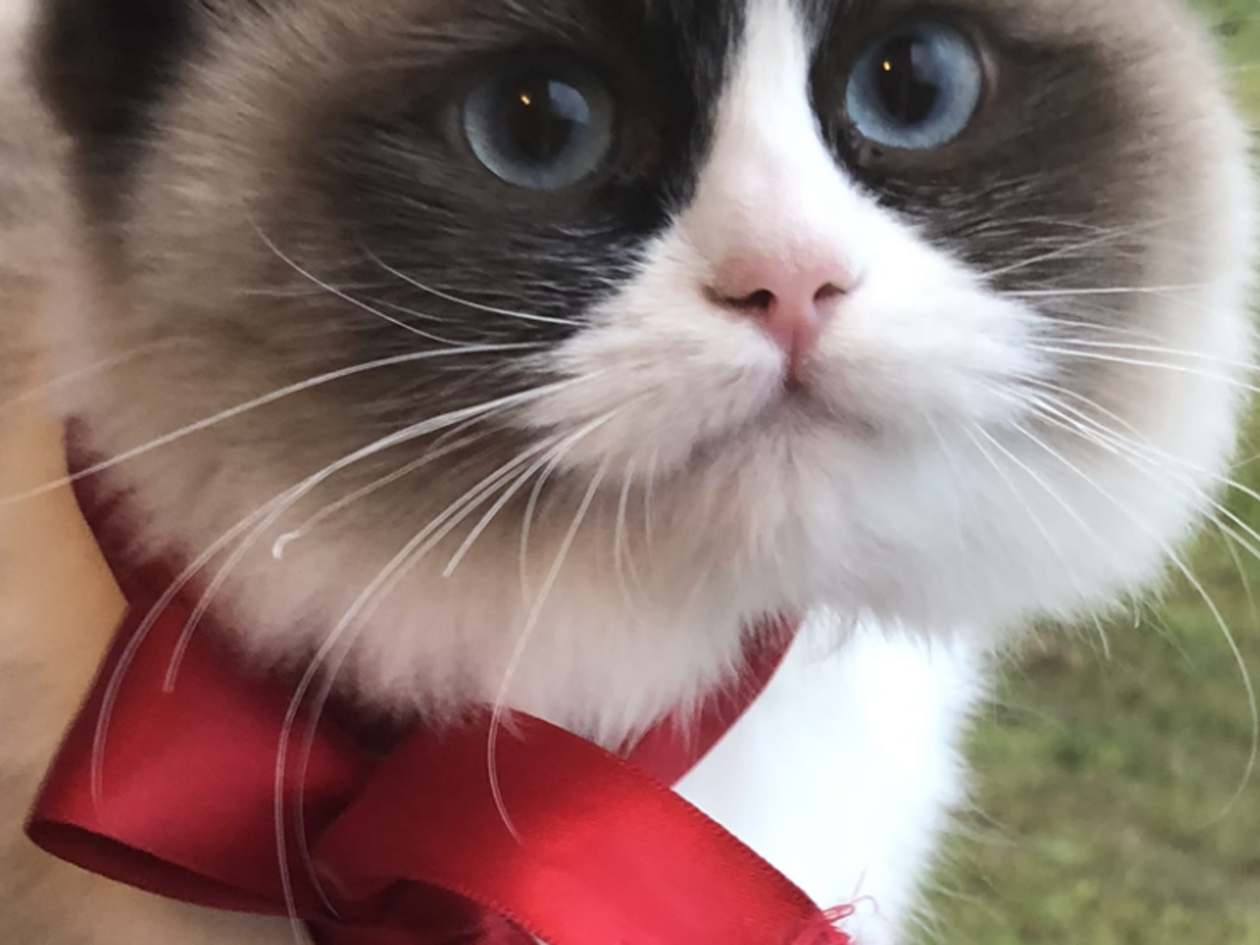 Ragdoll · Stora Skedvi · LyckansGård
