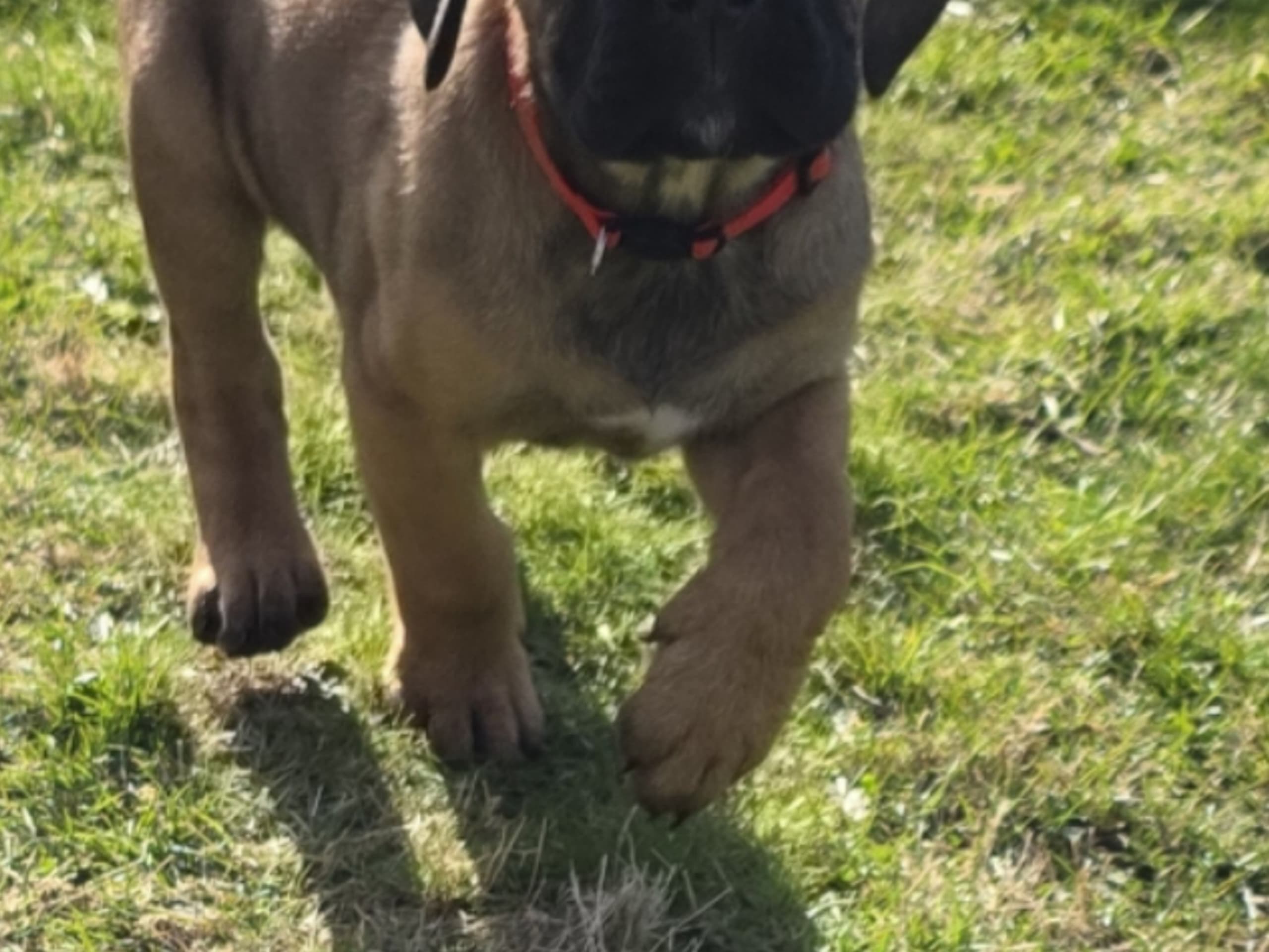 Cane corso