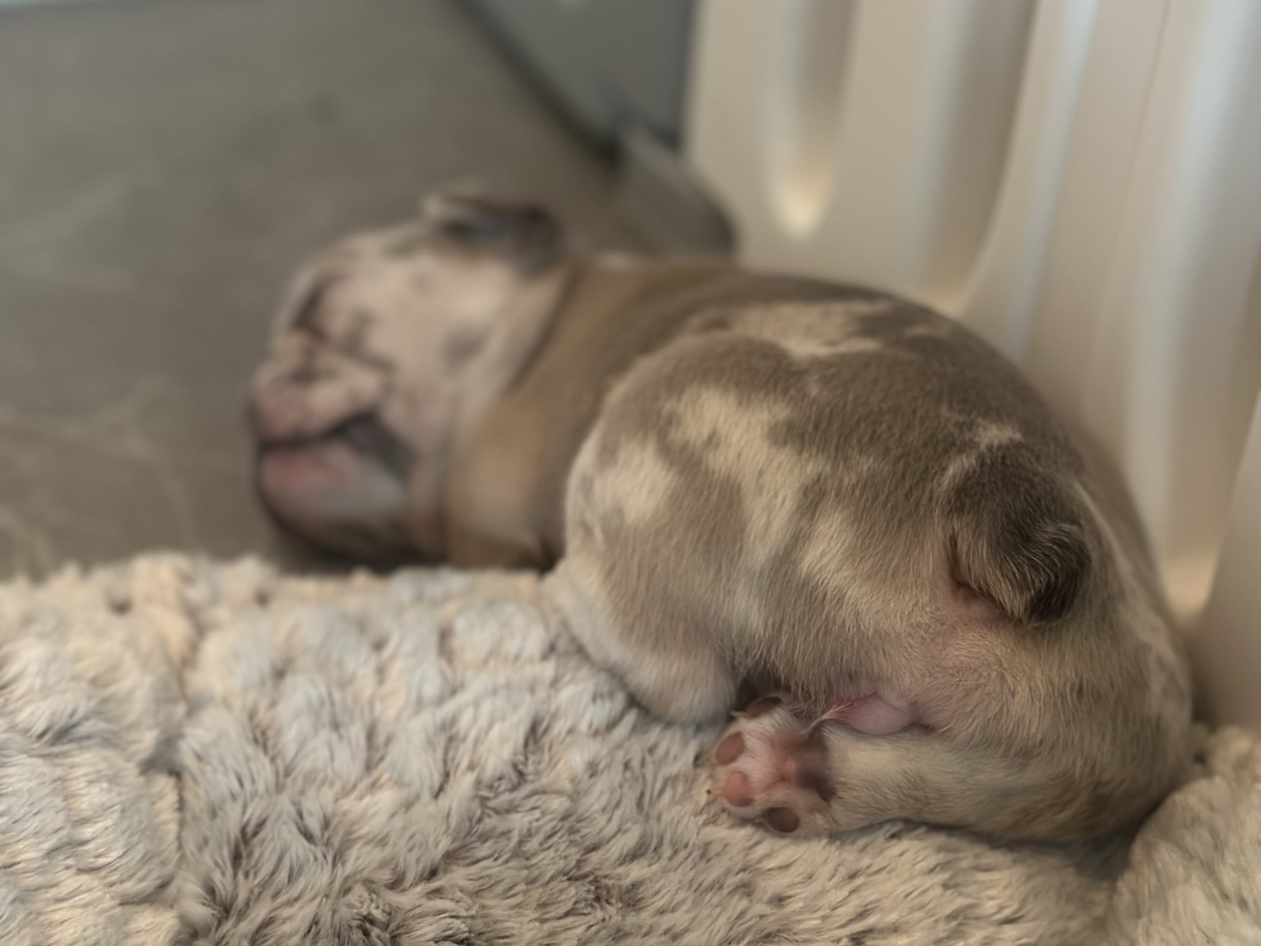 French Bulldog