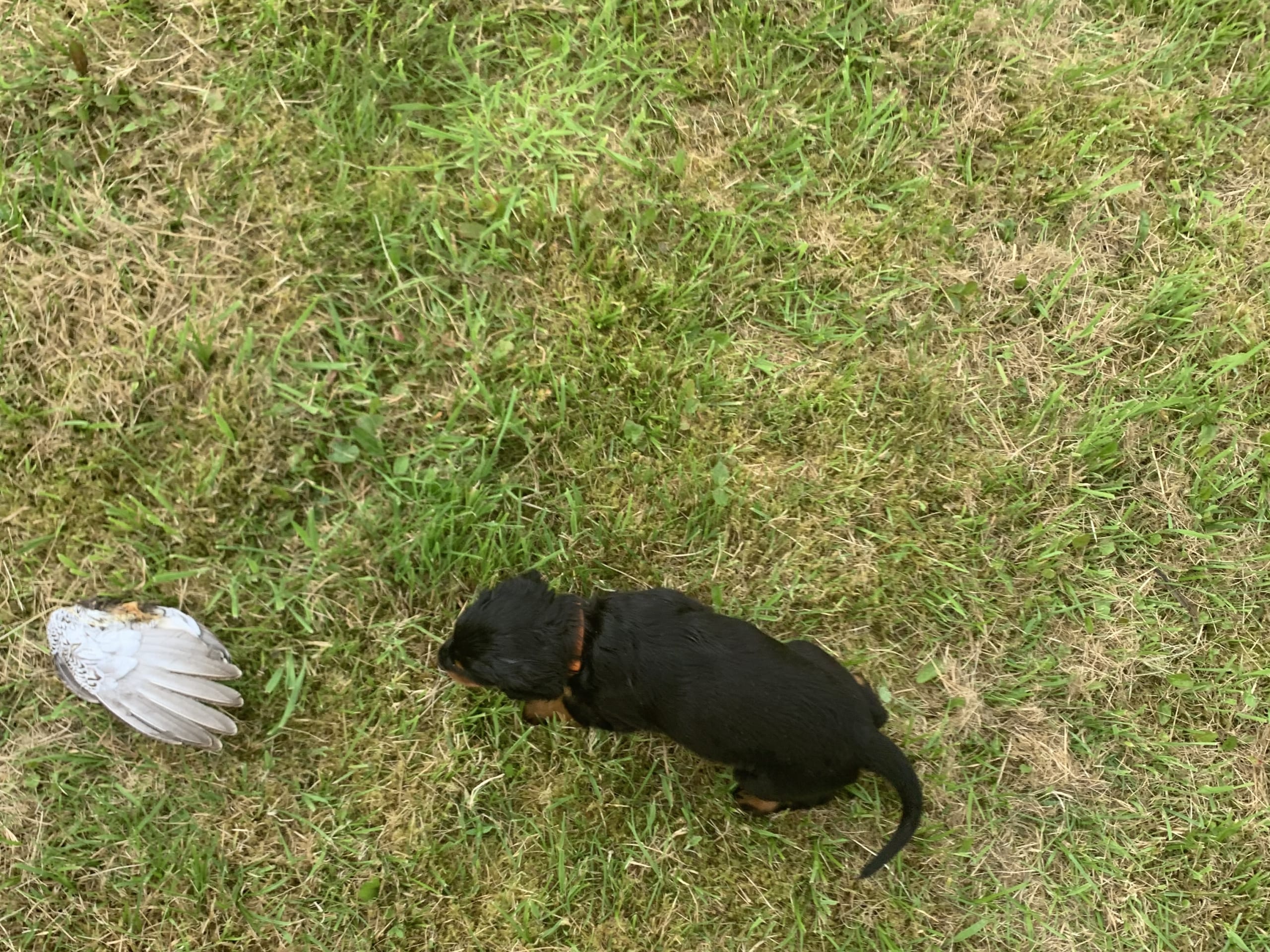 Gordon Setter · Bjoa · Storenutens