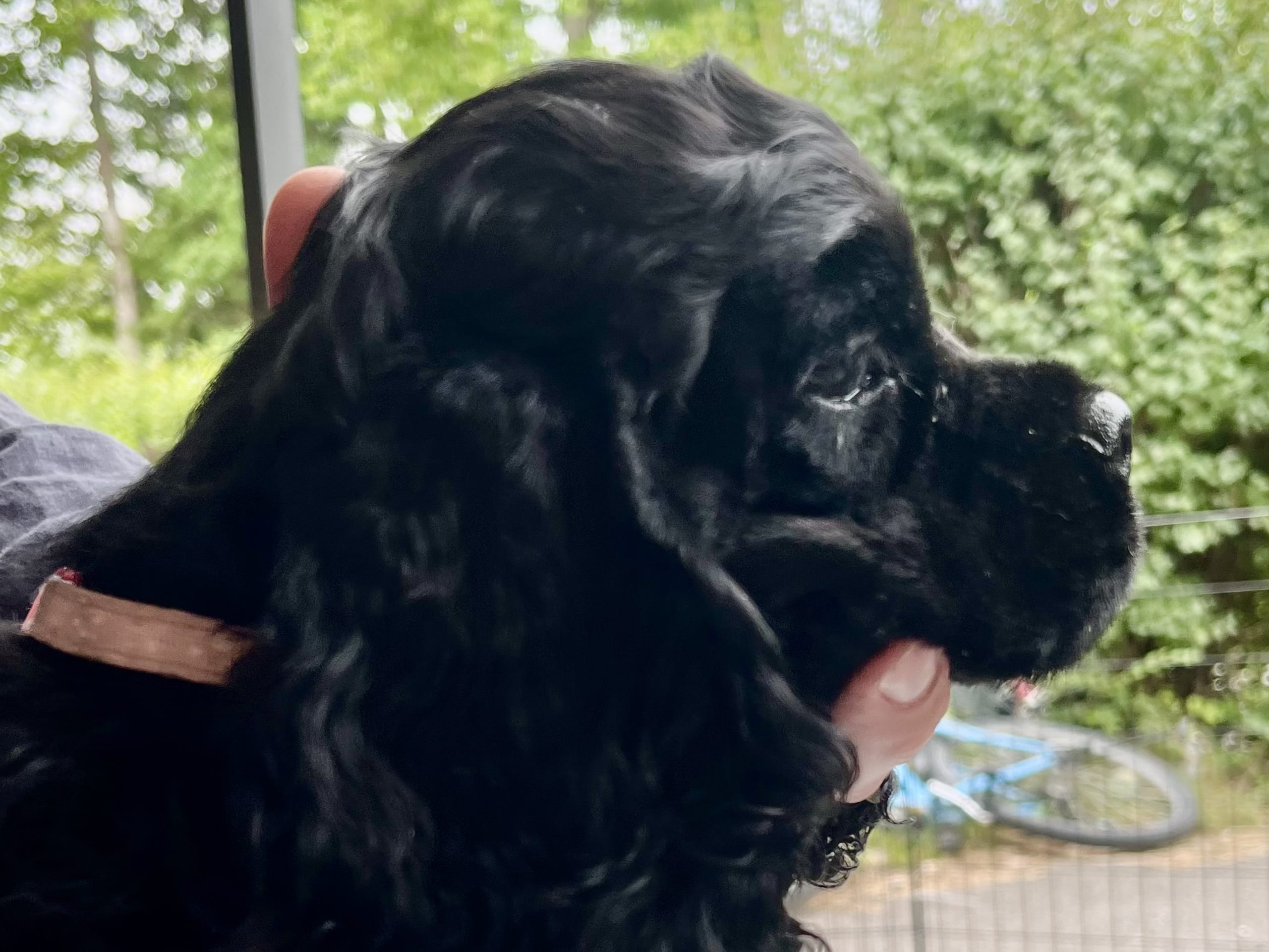 American Cocker Spaniel · Järfälla · LillaFröken