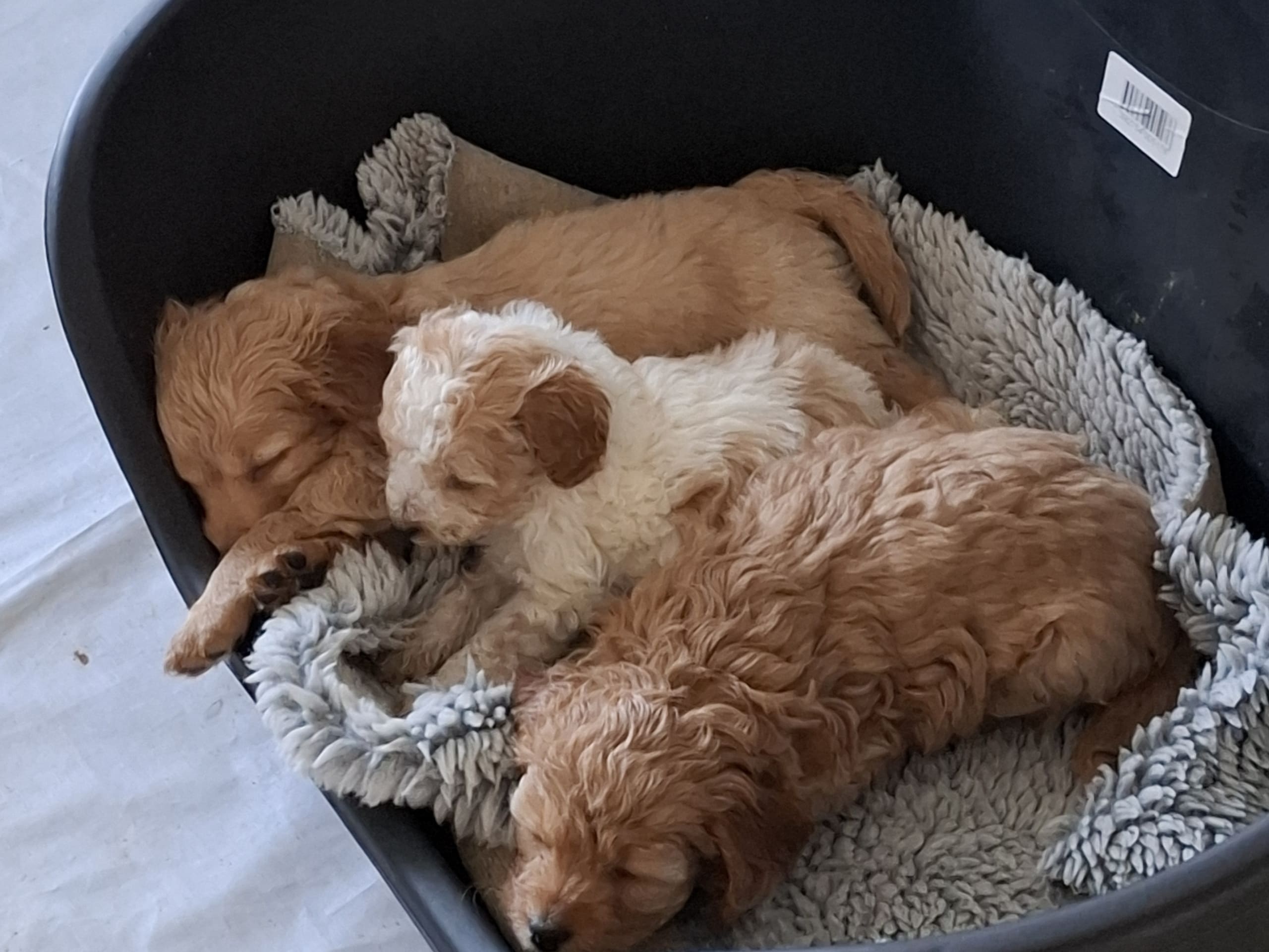 Cockerpoo