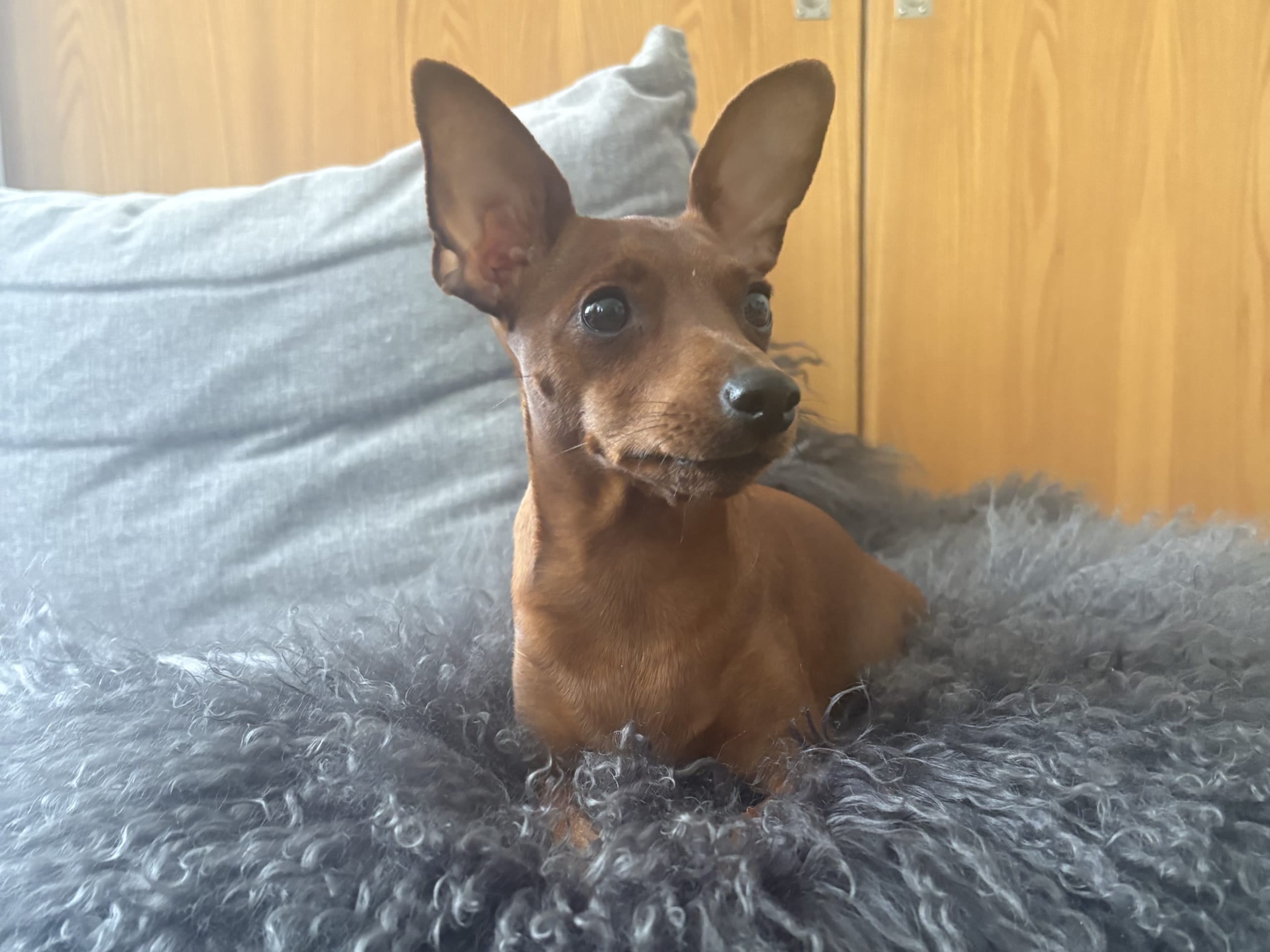 Dvärgpinscher
