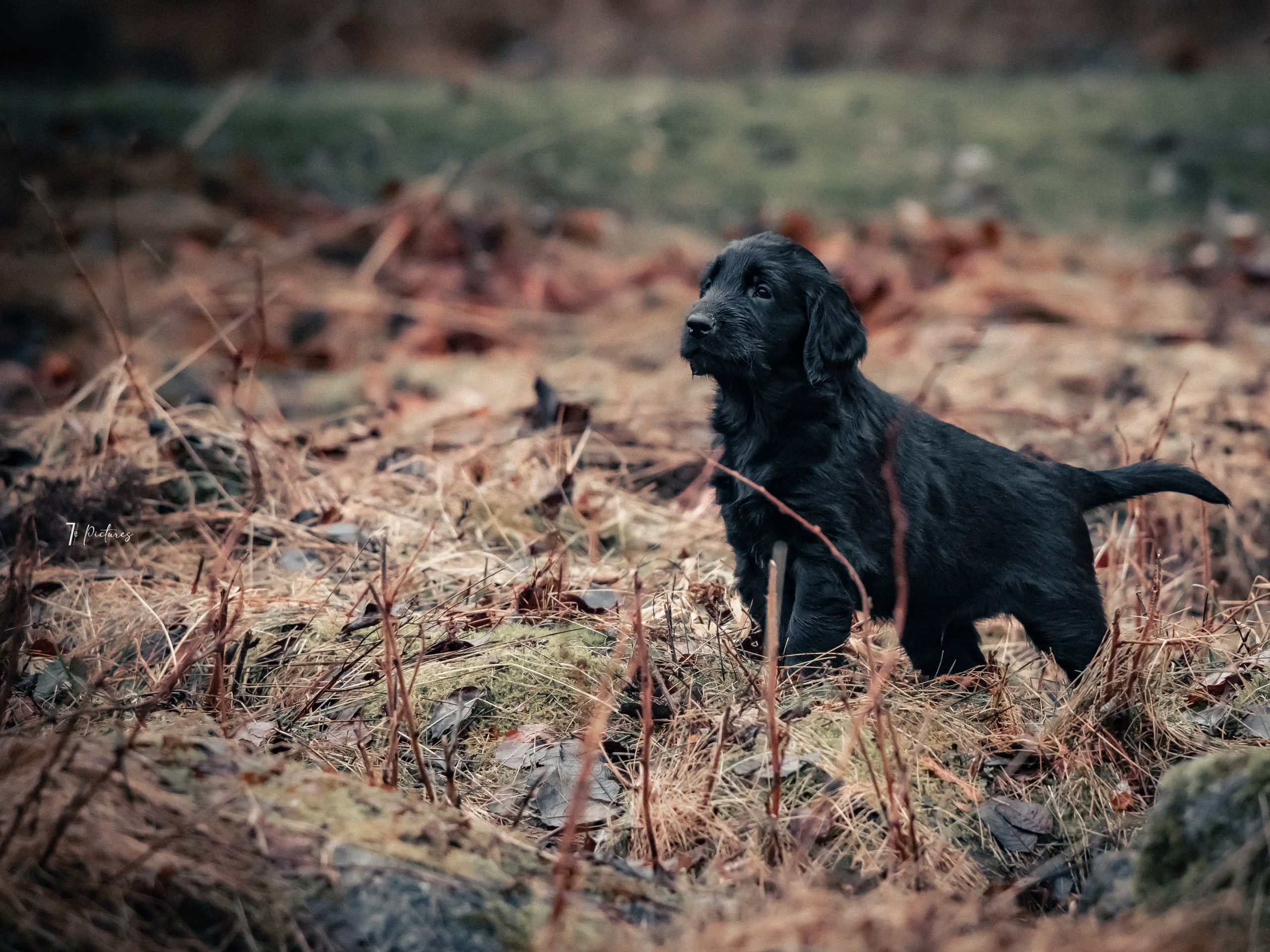 Flatcoated retriever