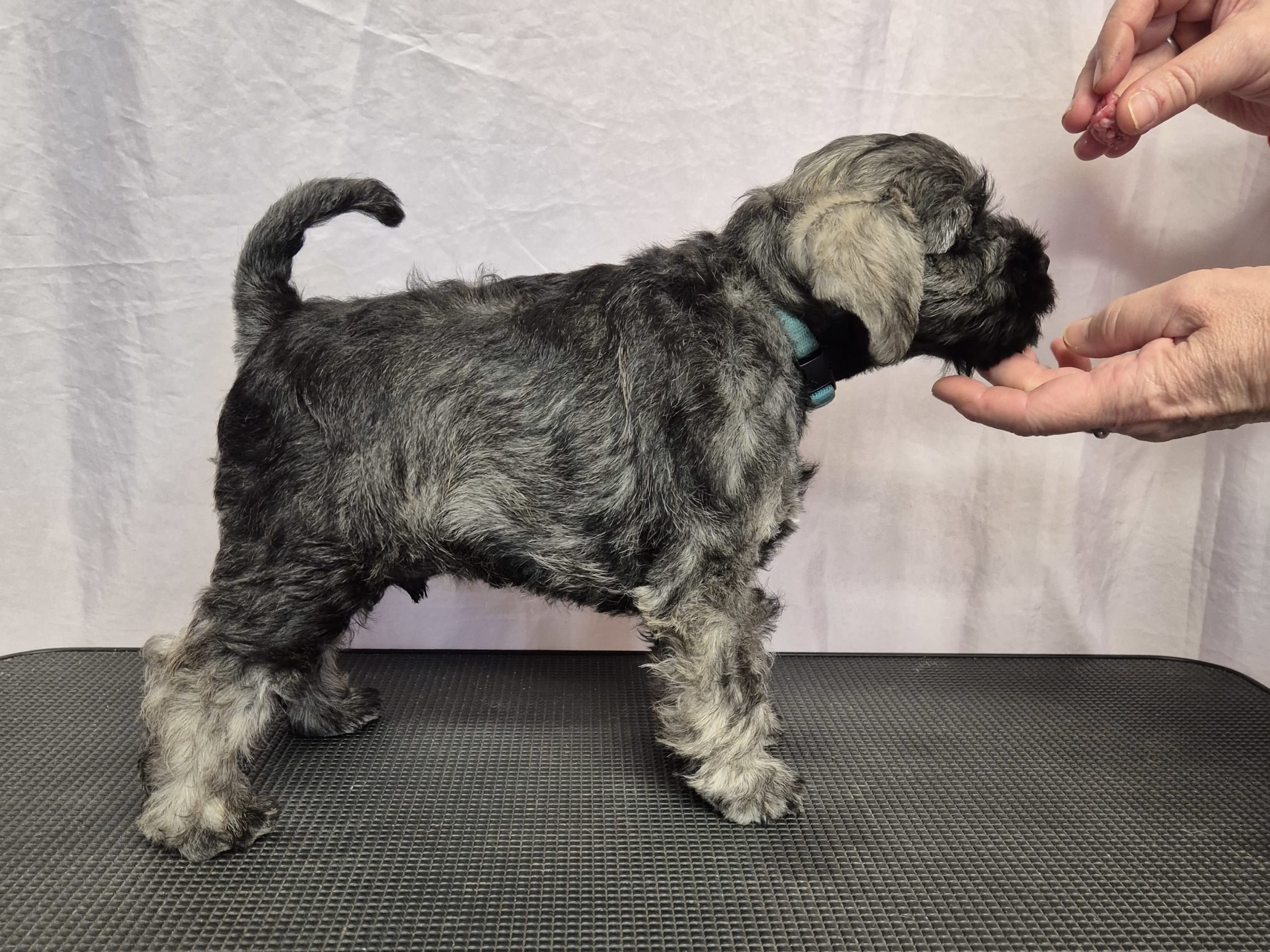 Dvärgschnauzer