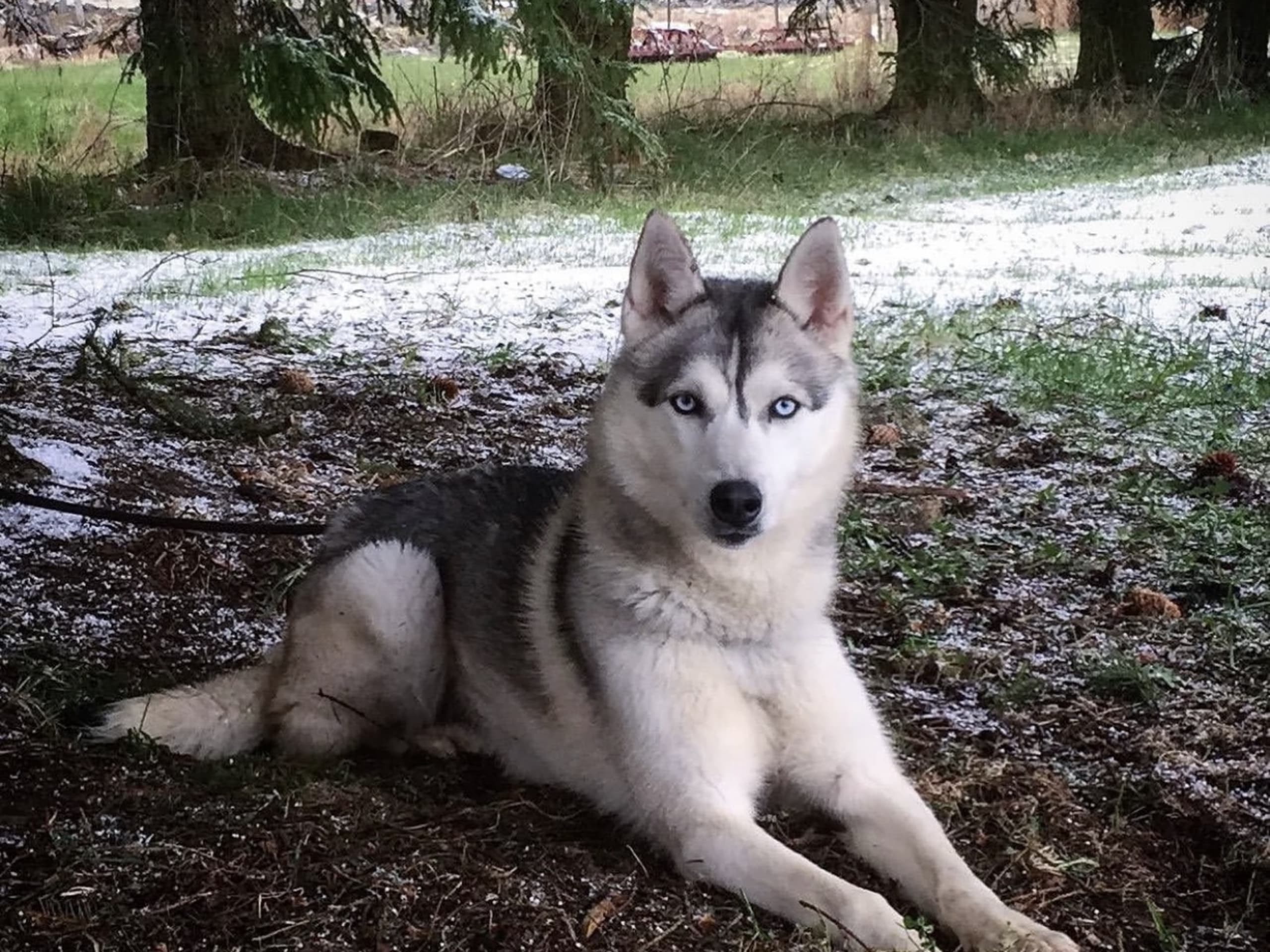 Siberian husky