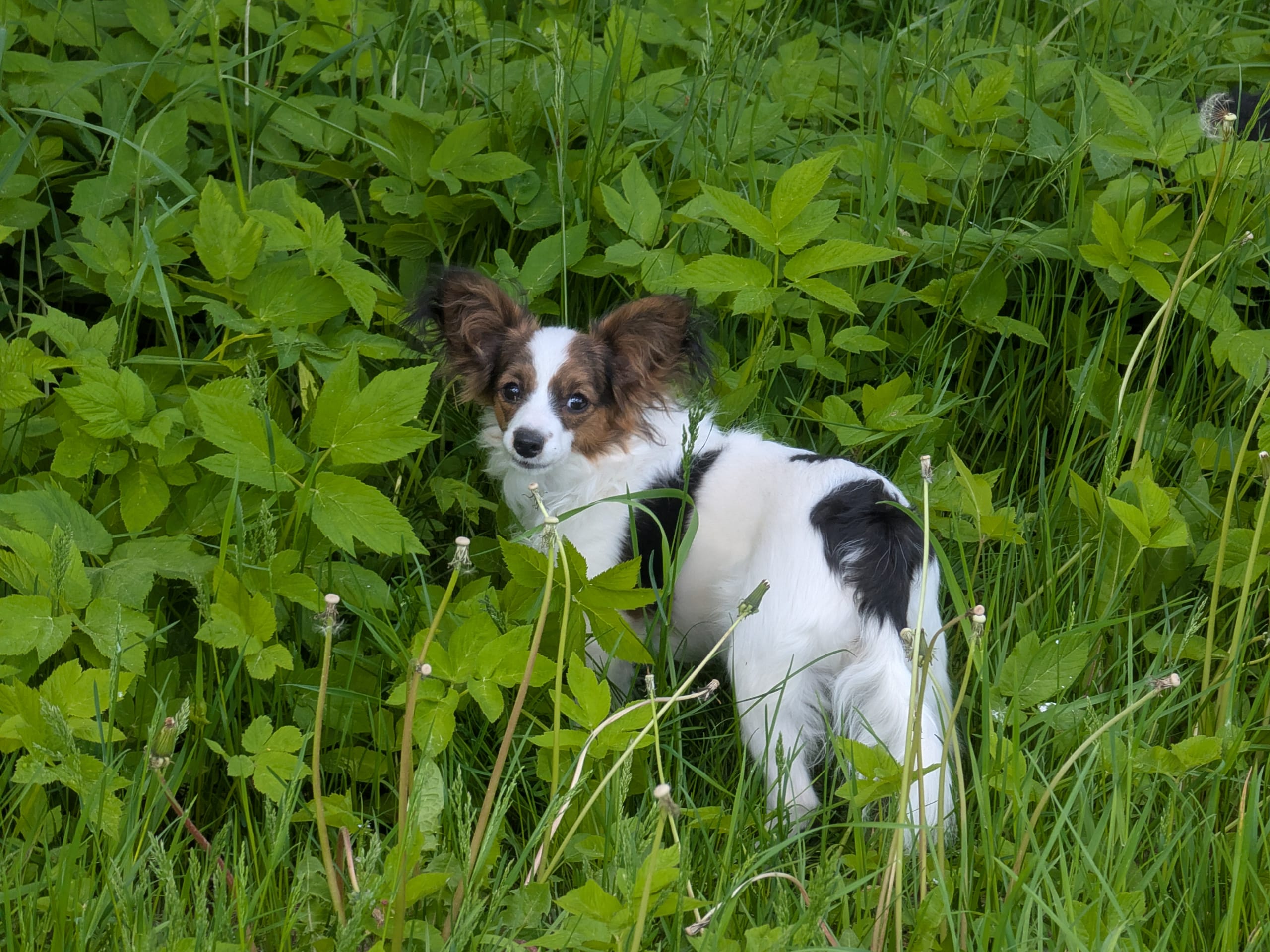 Papillon-pudel · Hälleforsnäs · Lena A.