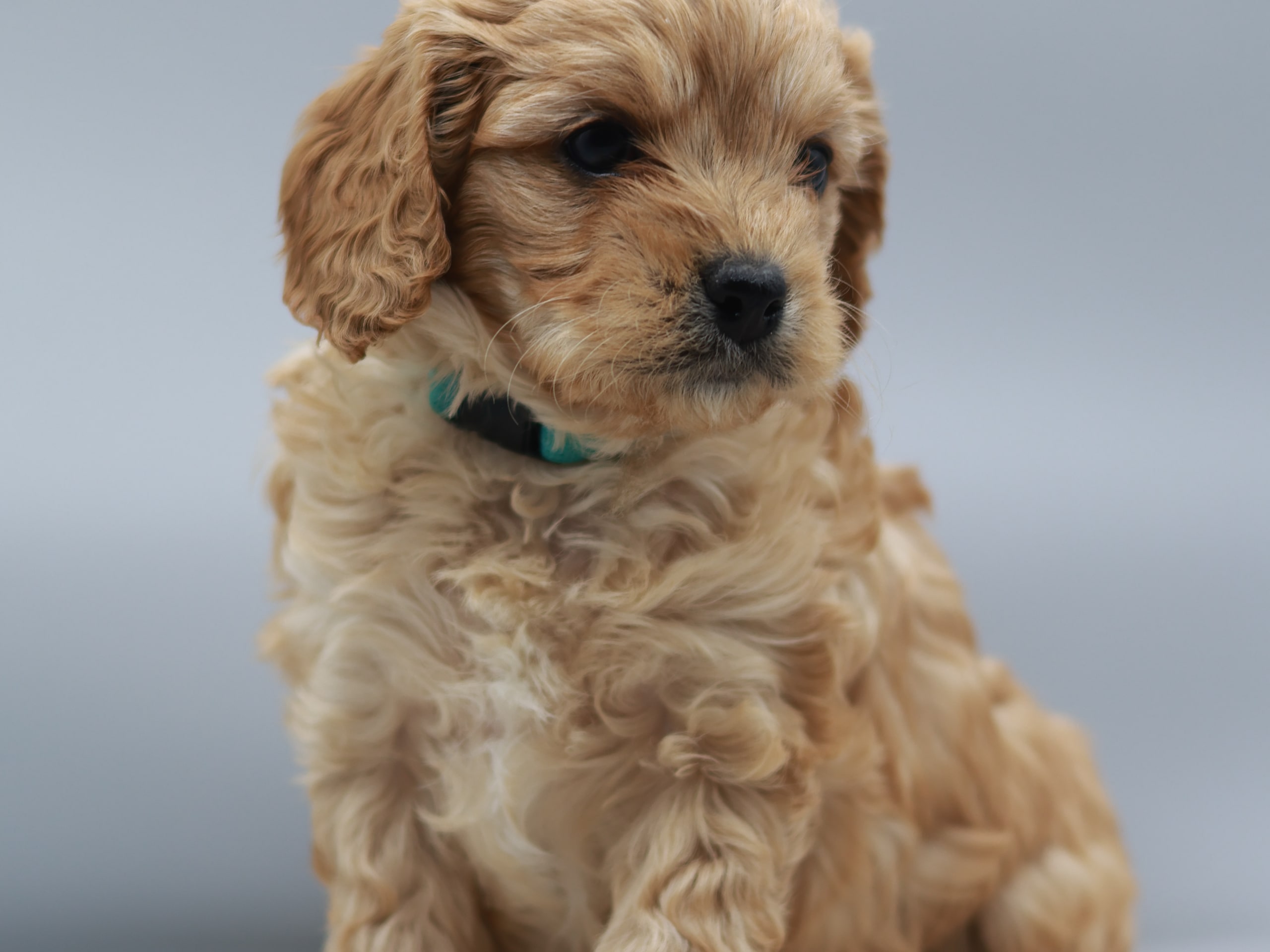 Cavapoo