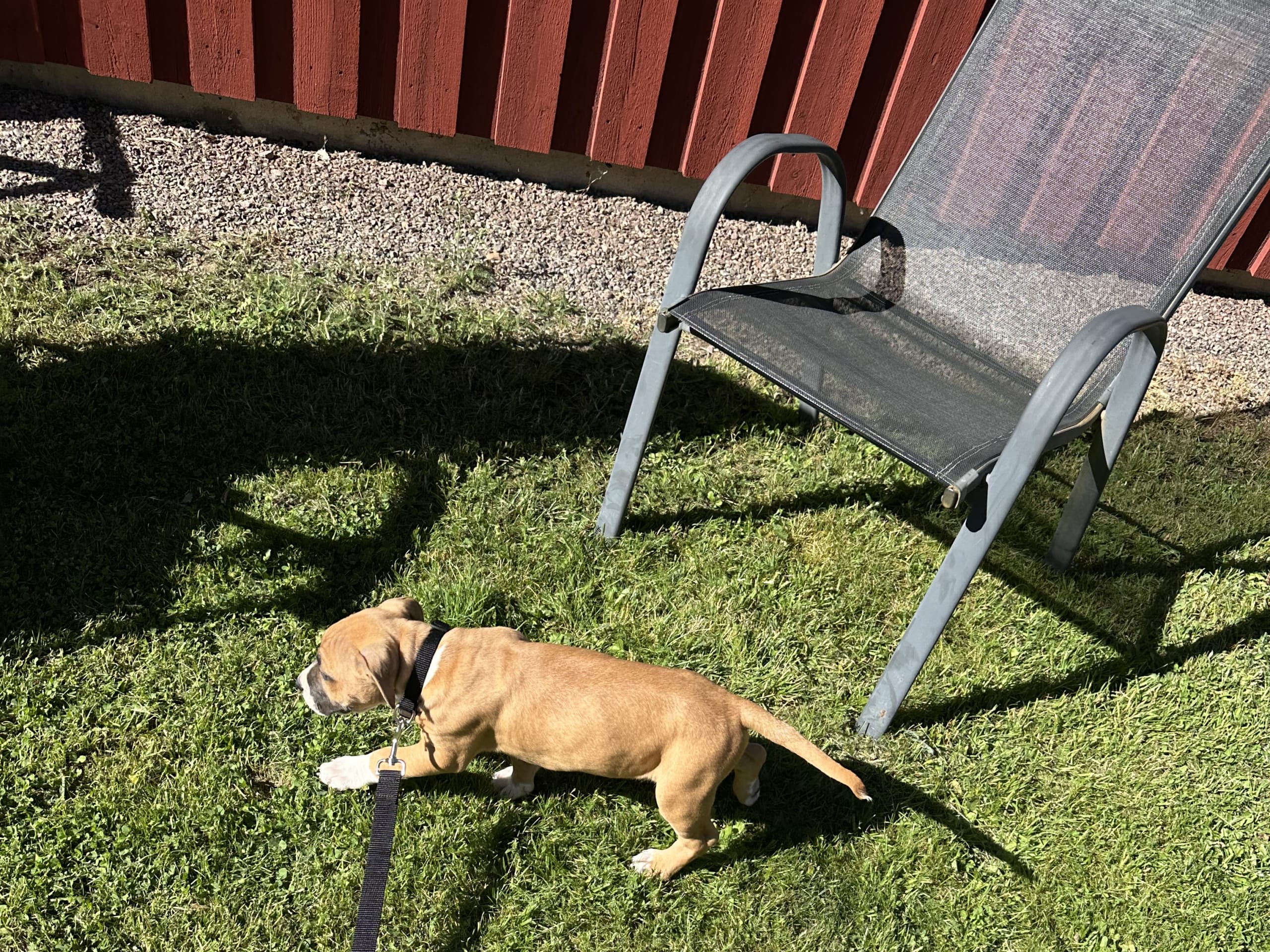 American Bully · Växjö · Nova P.