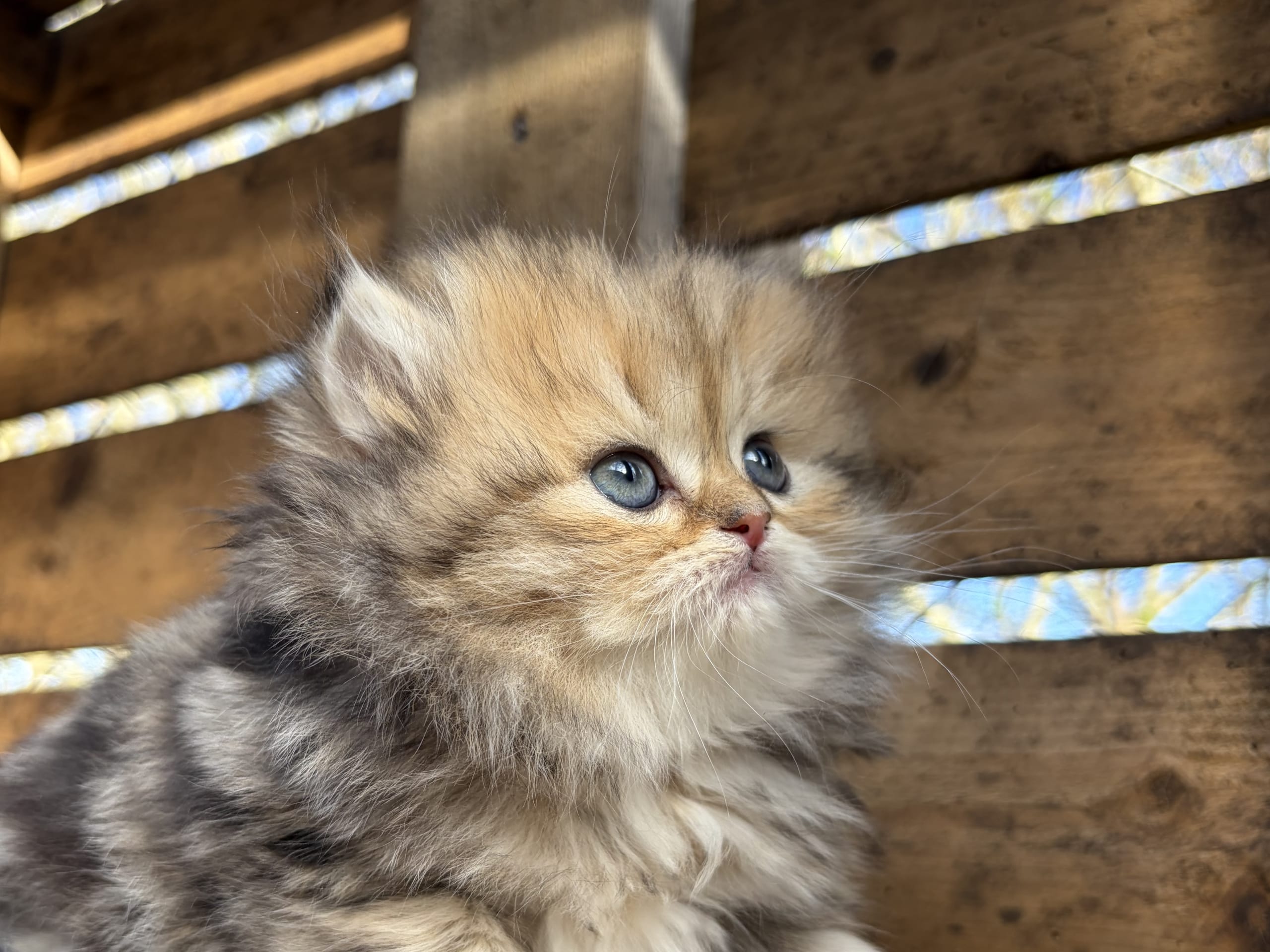 SE*Lilla Kattmakeriet